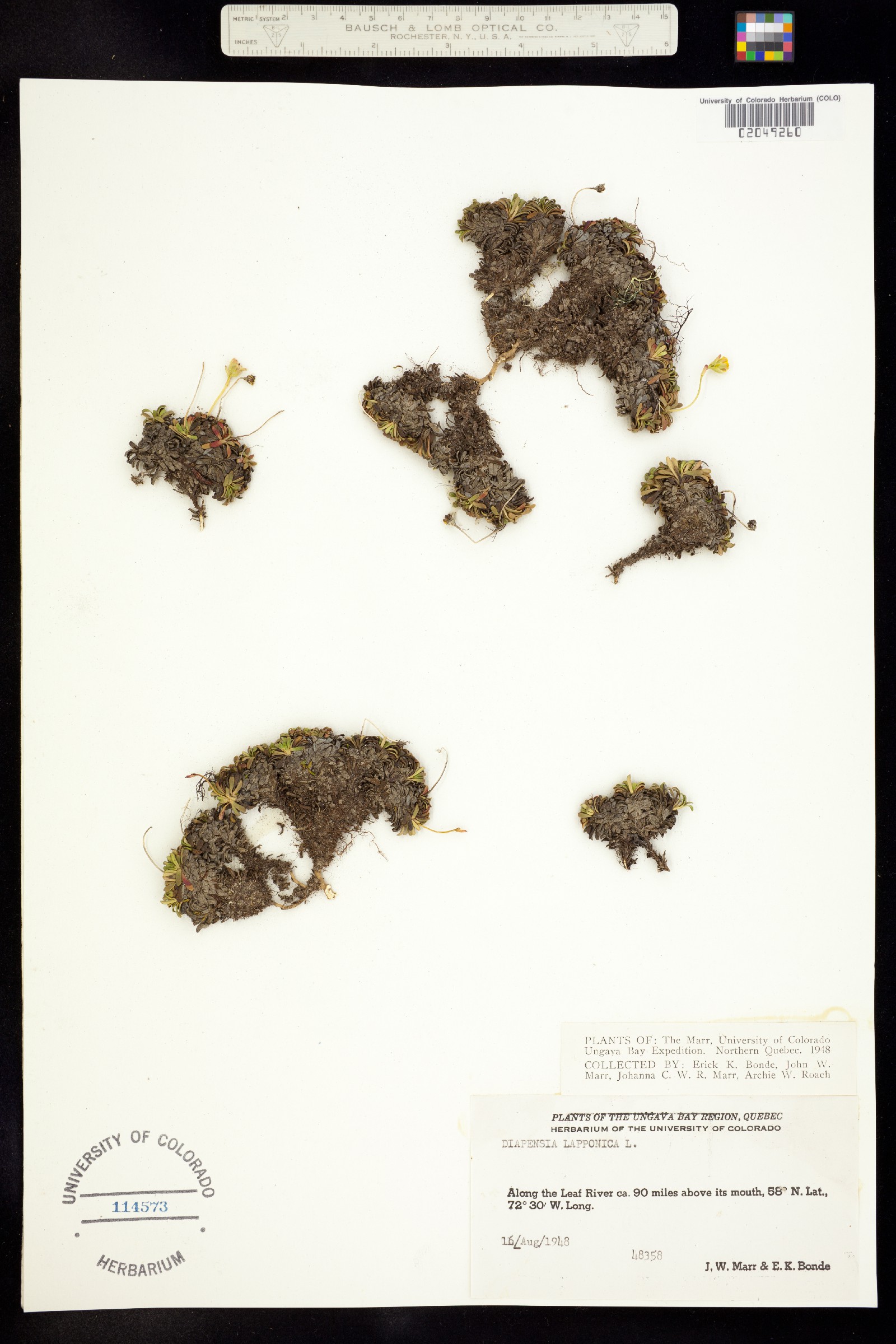 Diapensia lapponica image