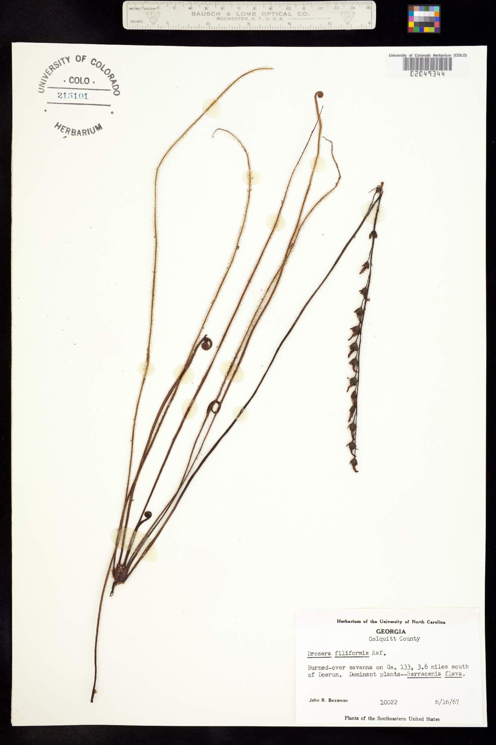 Drosera filiformis image
