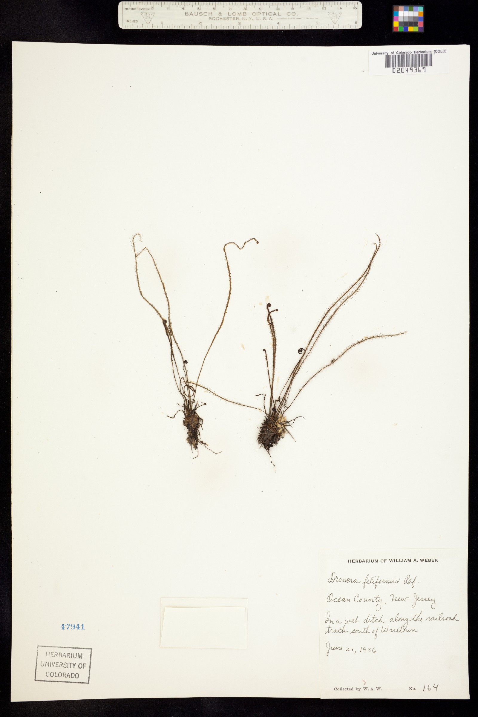 Drosera filiformis image