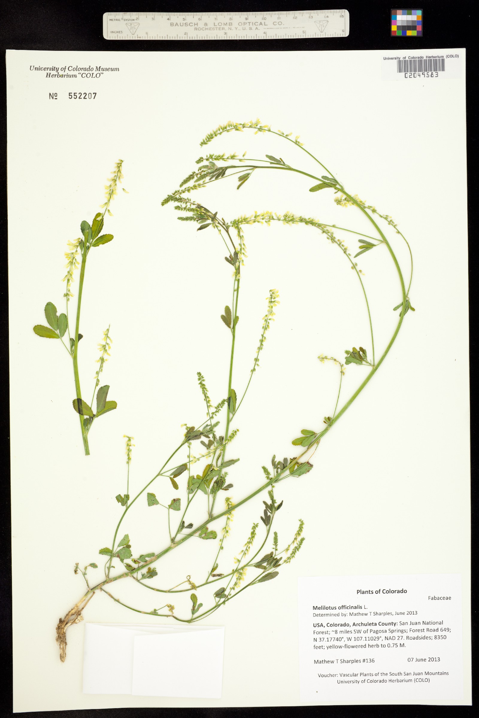 Melilotus officinalis image