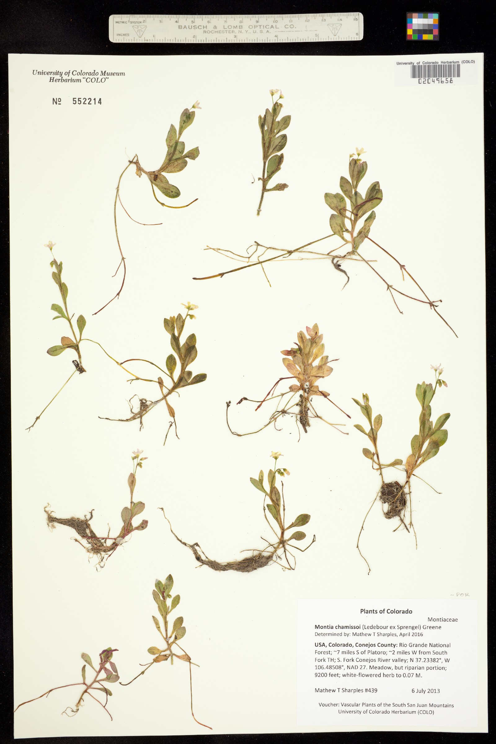 Montia chamissoi image