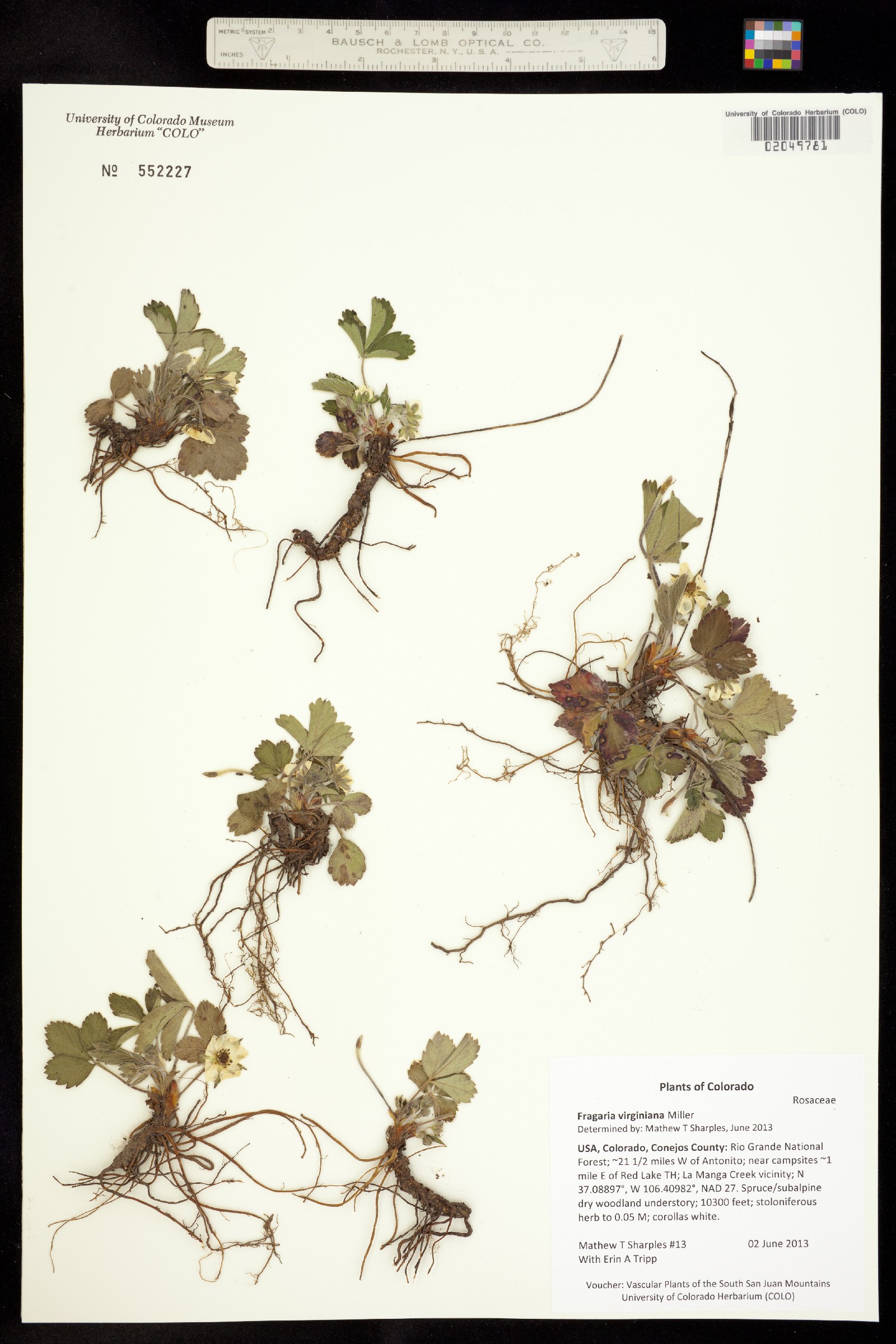 Fragaria virginiana image