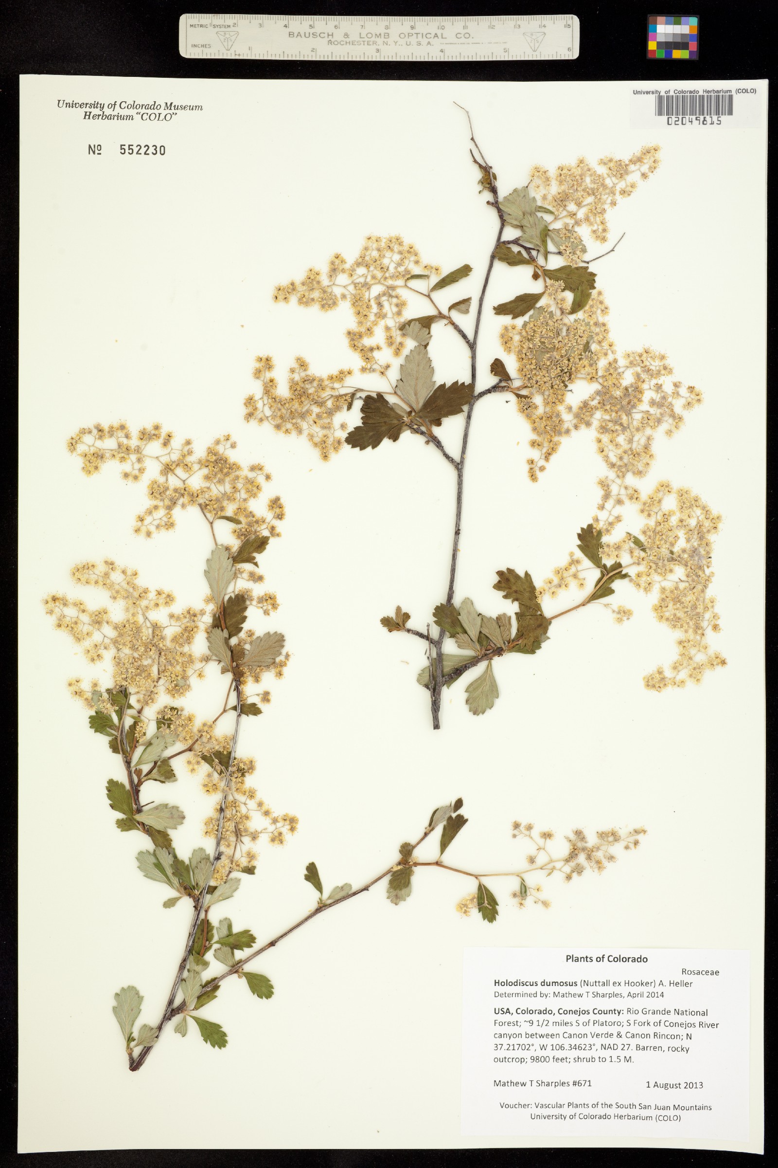 Holodiscus discolor image