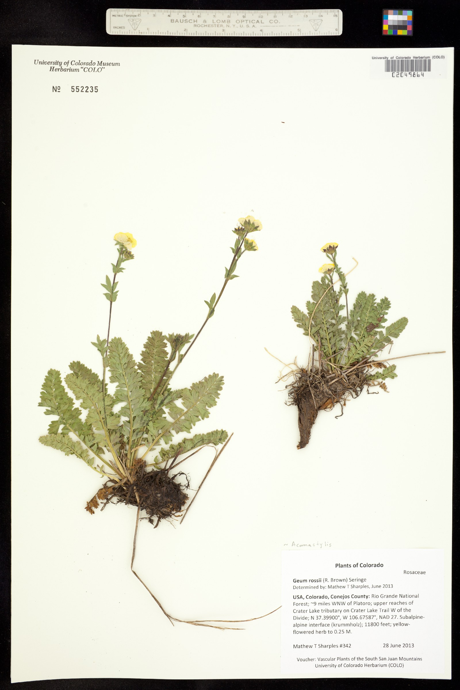 Geum rossii image