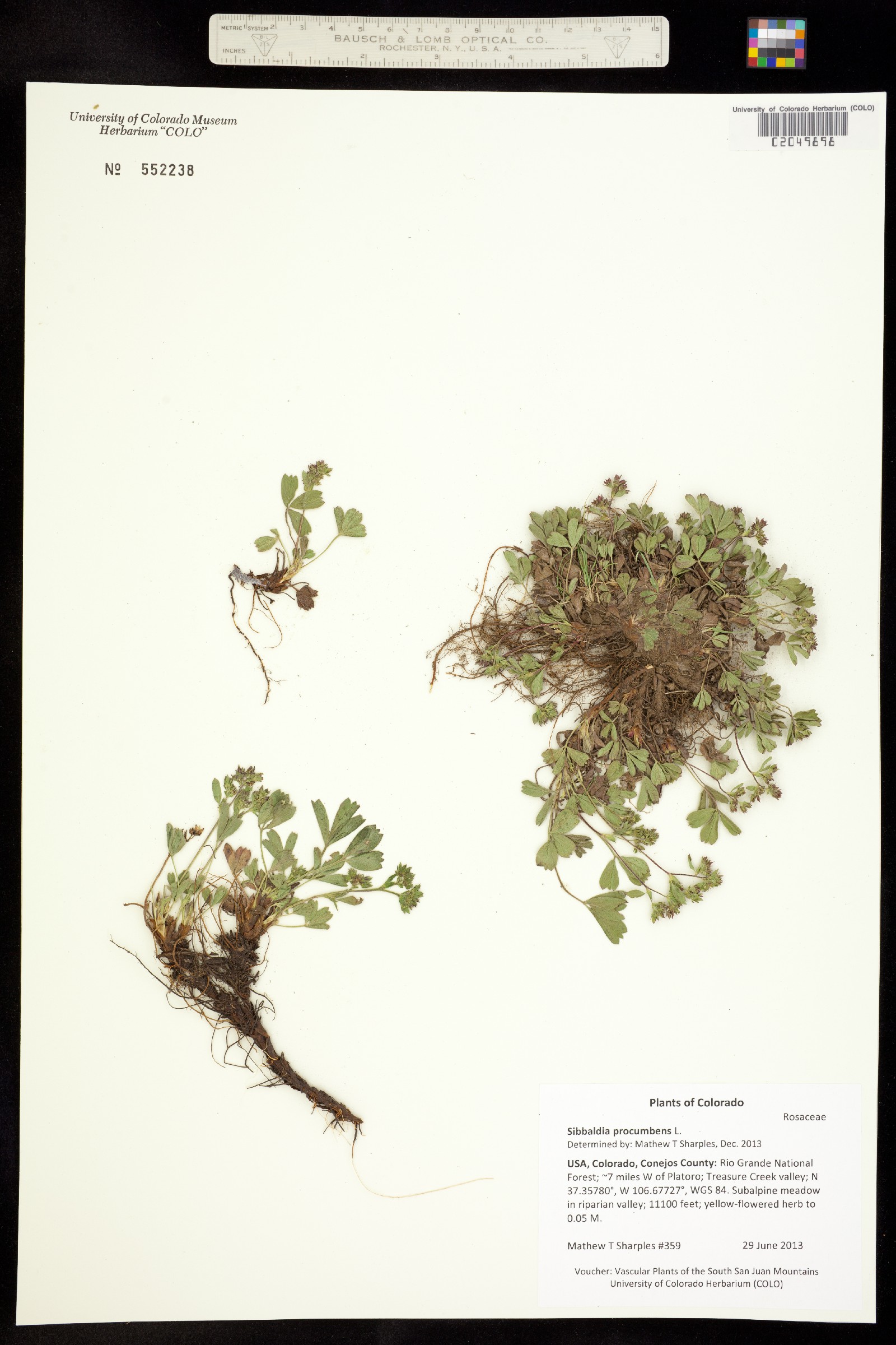 Sibbaldia procumbens image