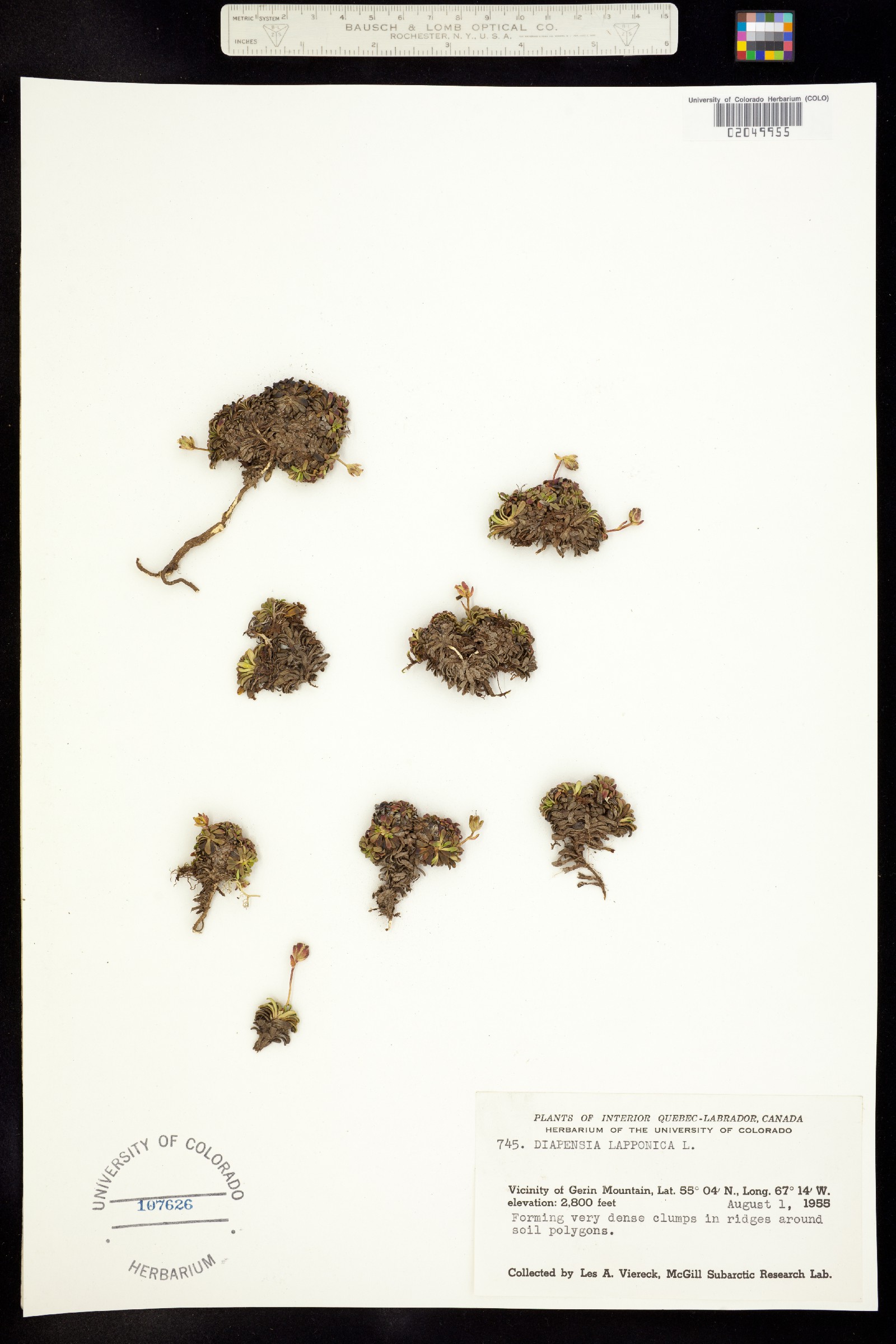 Diapensia image