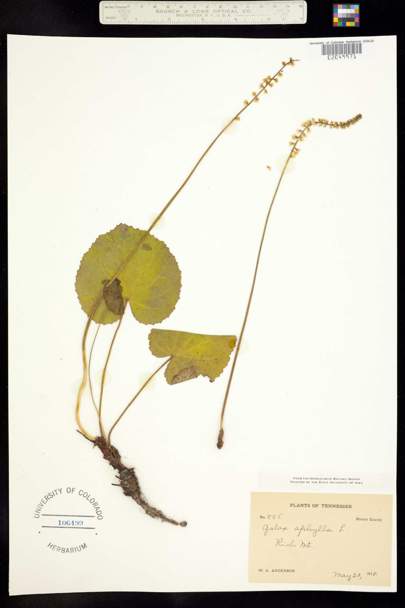 Galax image