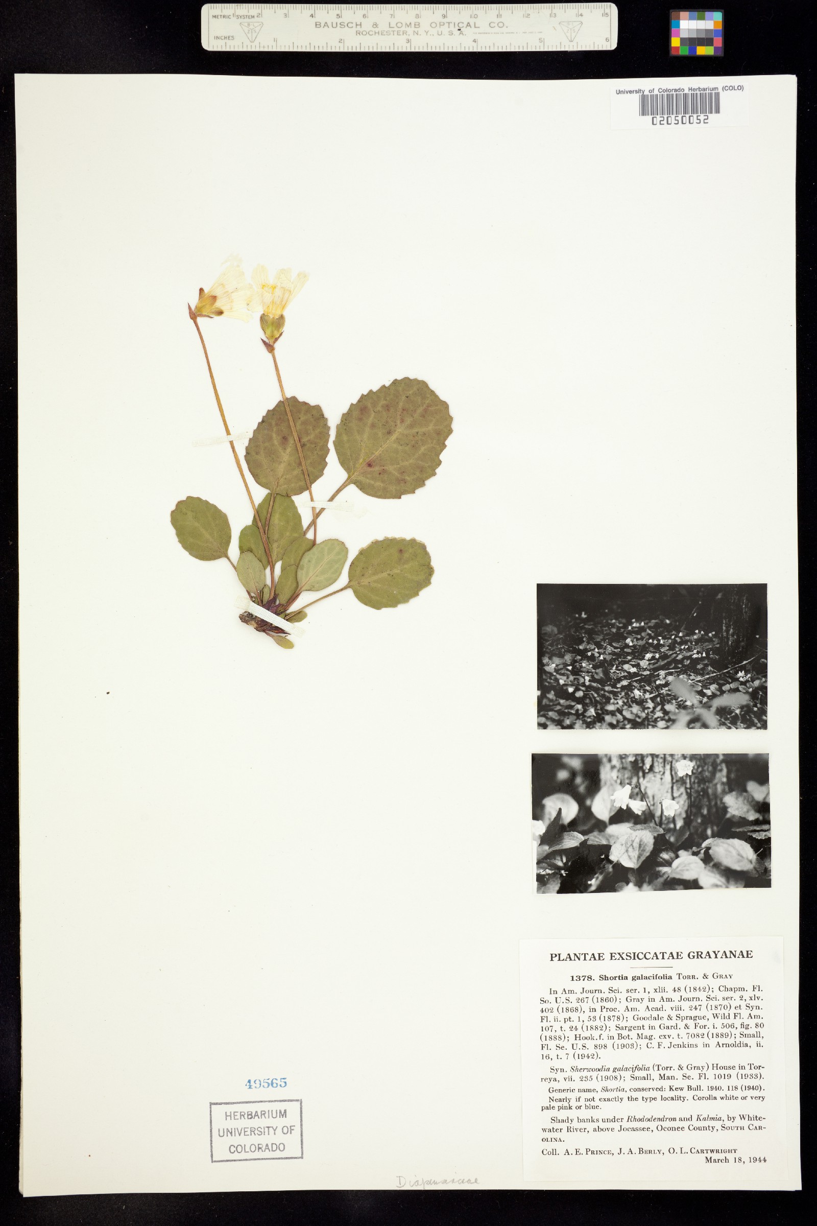 Shortia galacifolia image