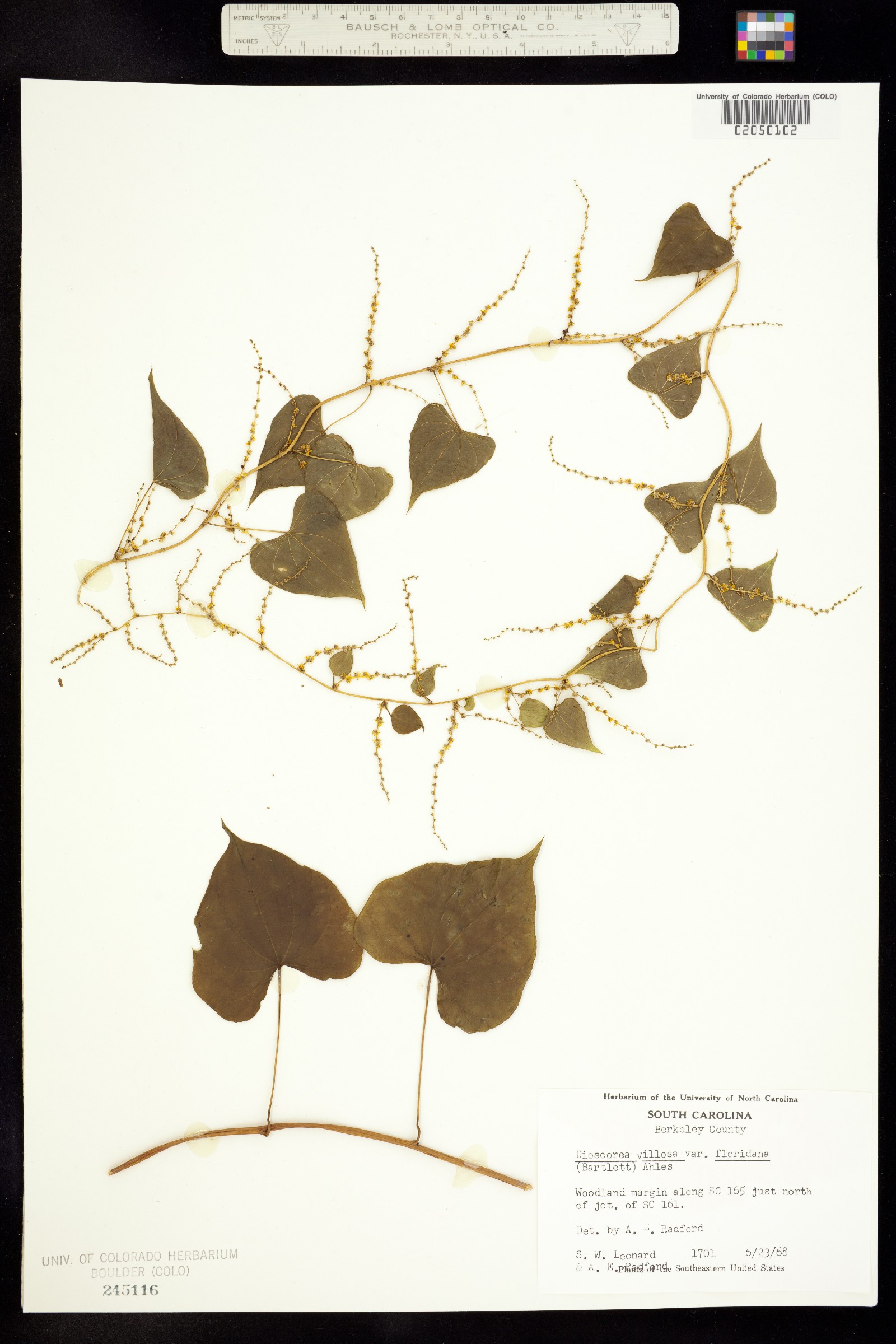 Dioscorea image