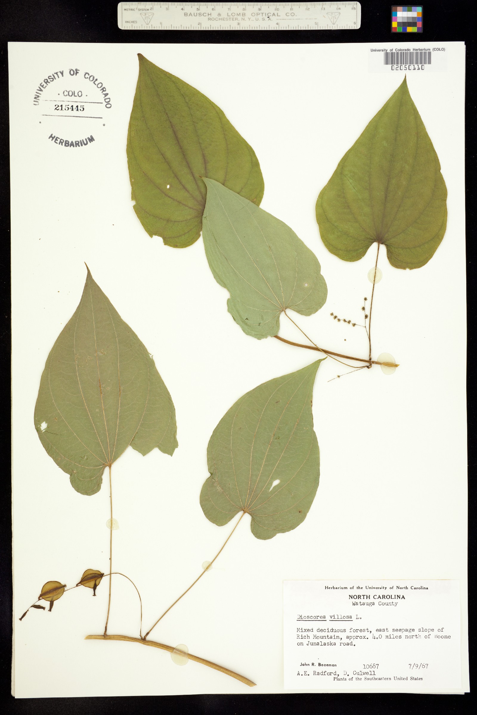 Dioscorea image