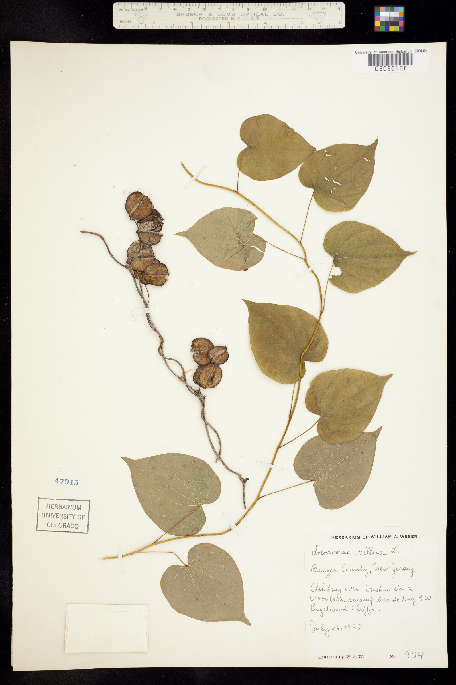 Dioscorea image