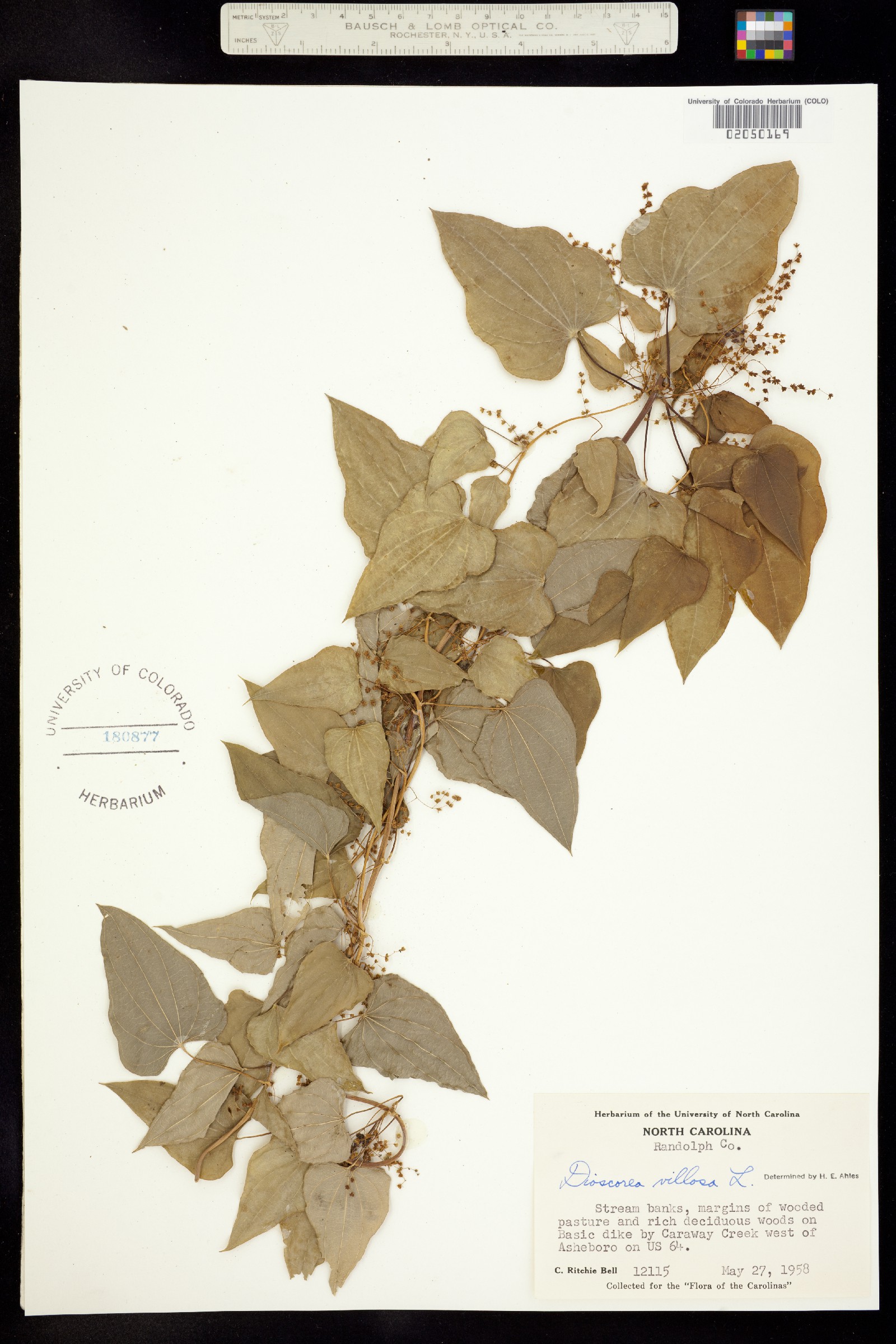 Dioscorea image