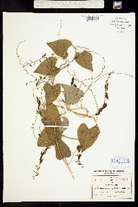Dioscorea remotiflora image