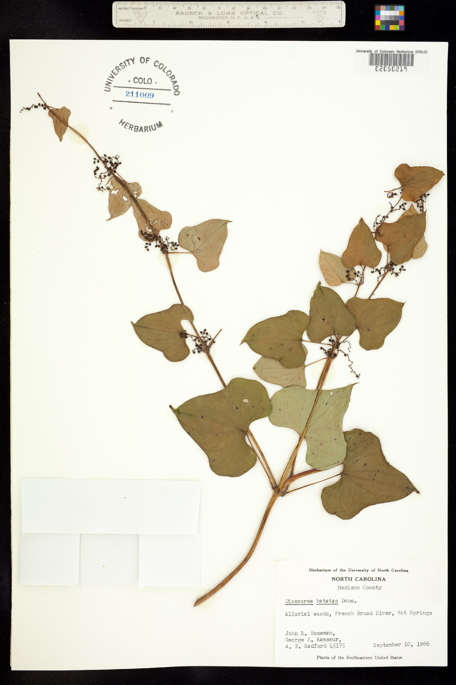 Dioscorea polystachya image