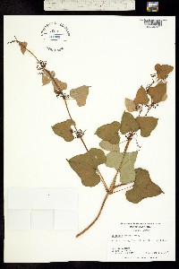 Image of Dioscorea polystachya