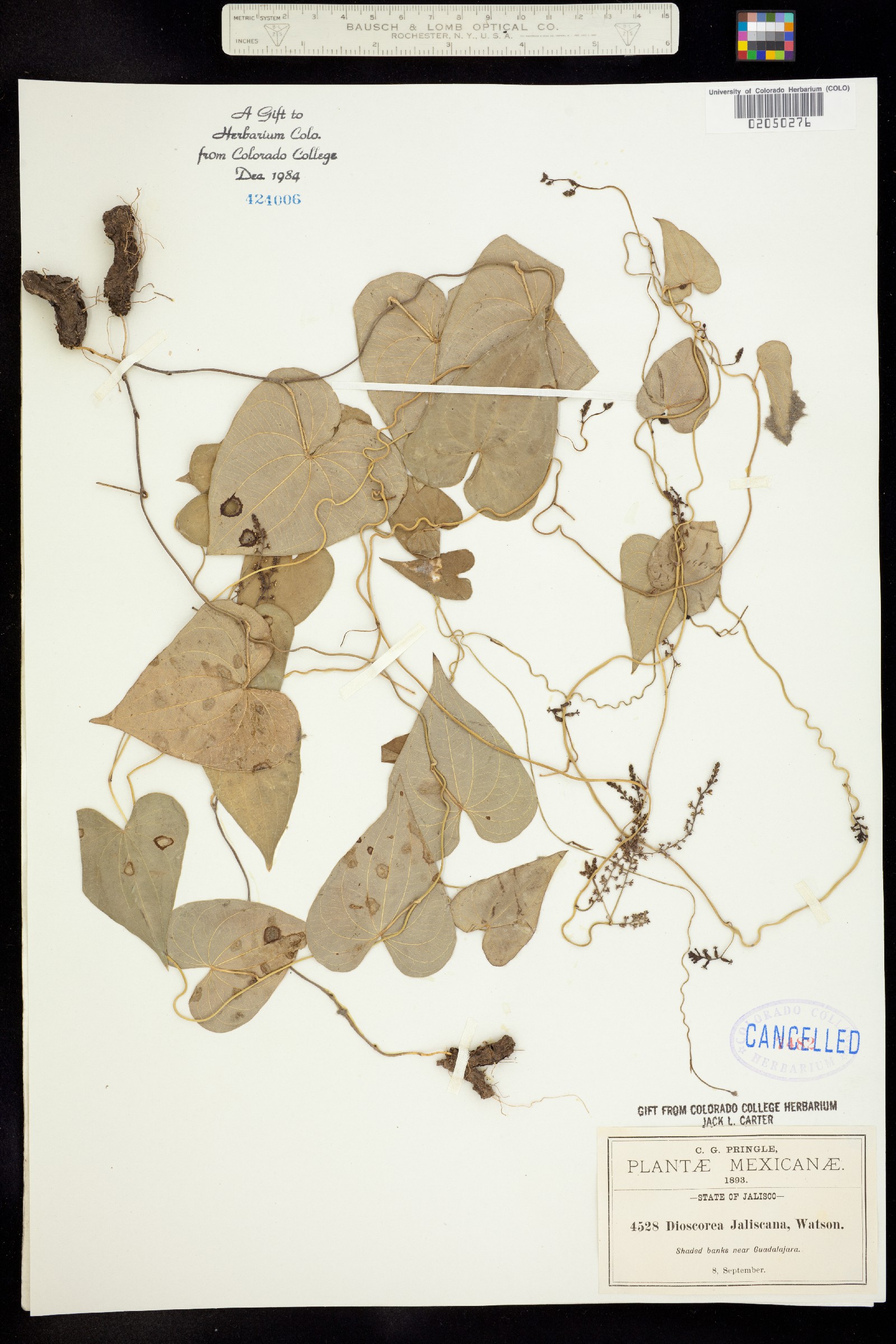 Dioscorea jaliscana image