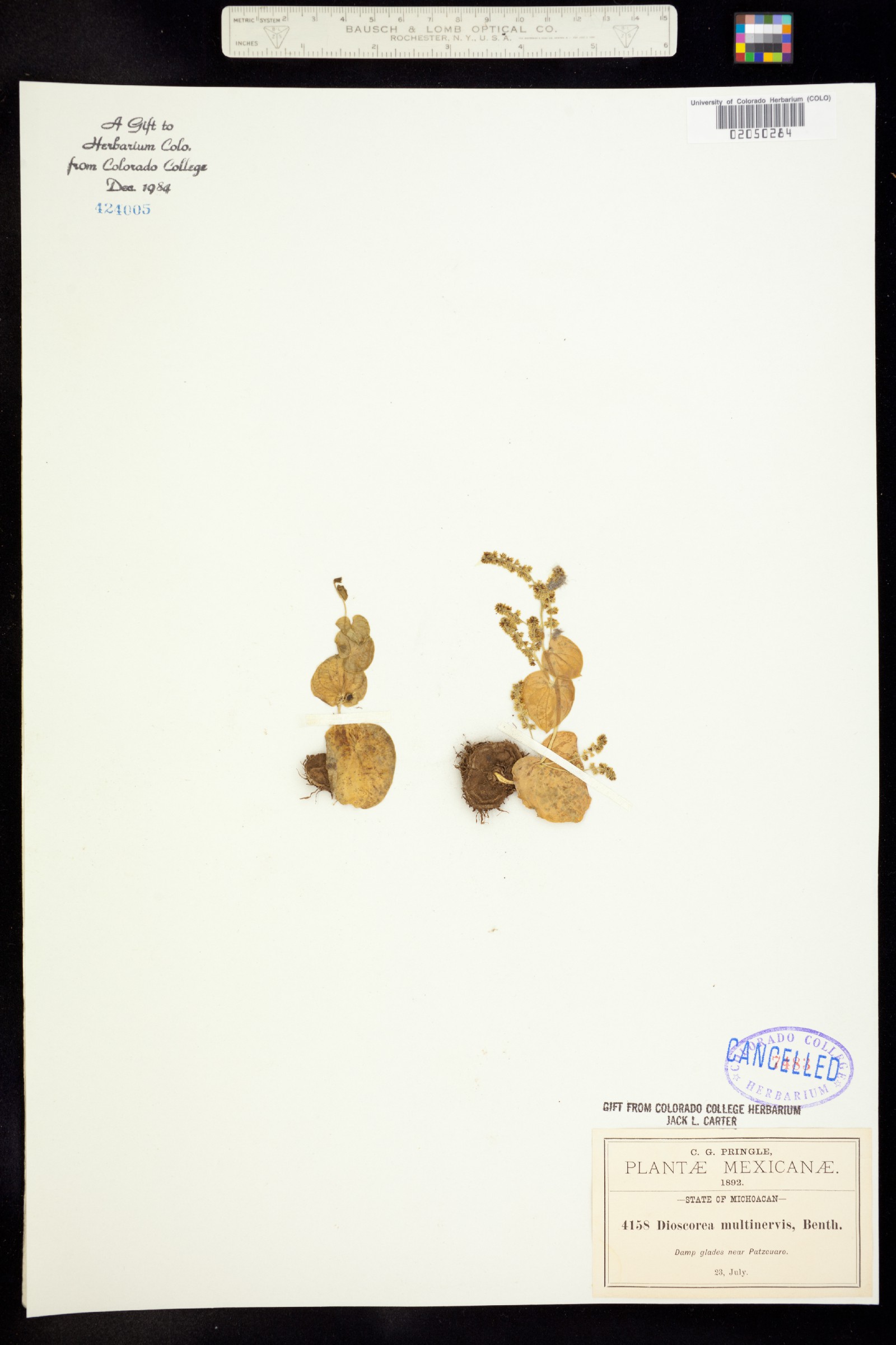 Dioscorea multinervis image