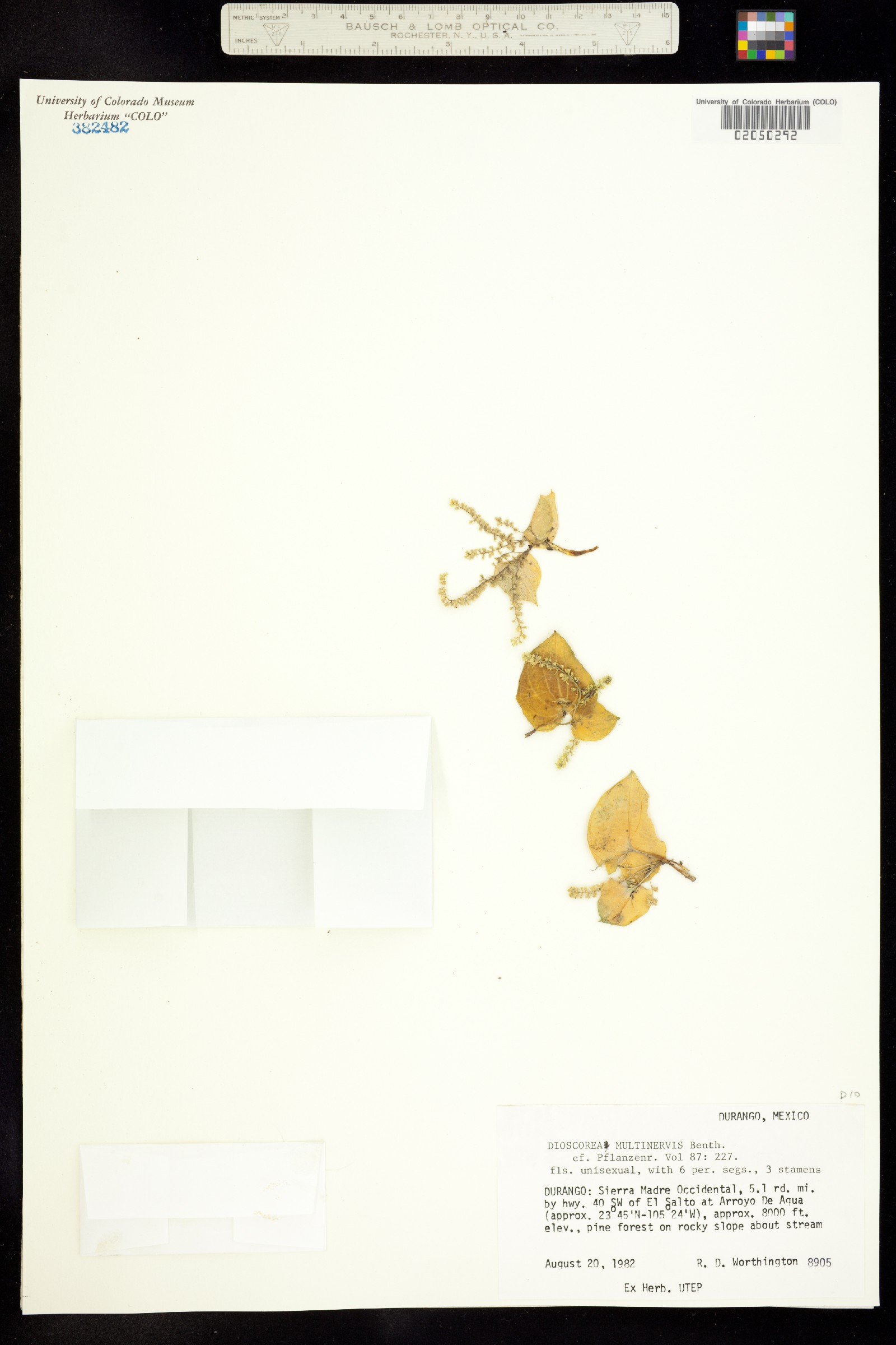 Dioscorea multinervis image