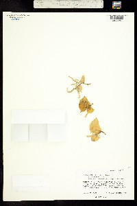 Dioscorea multinervis image