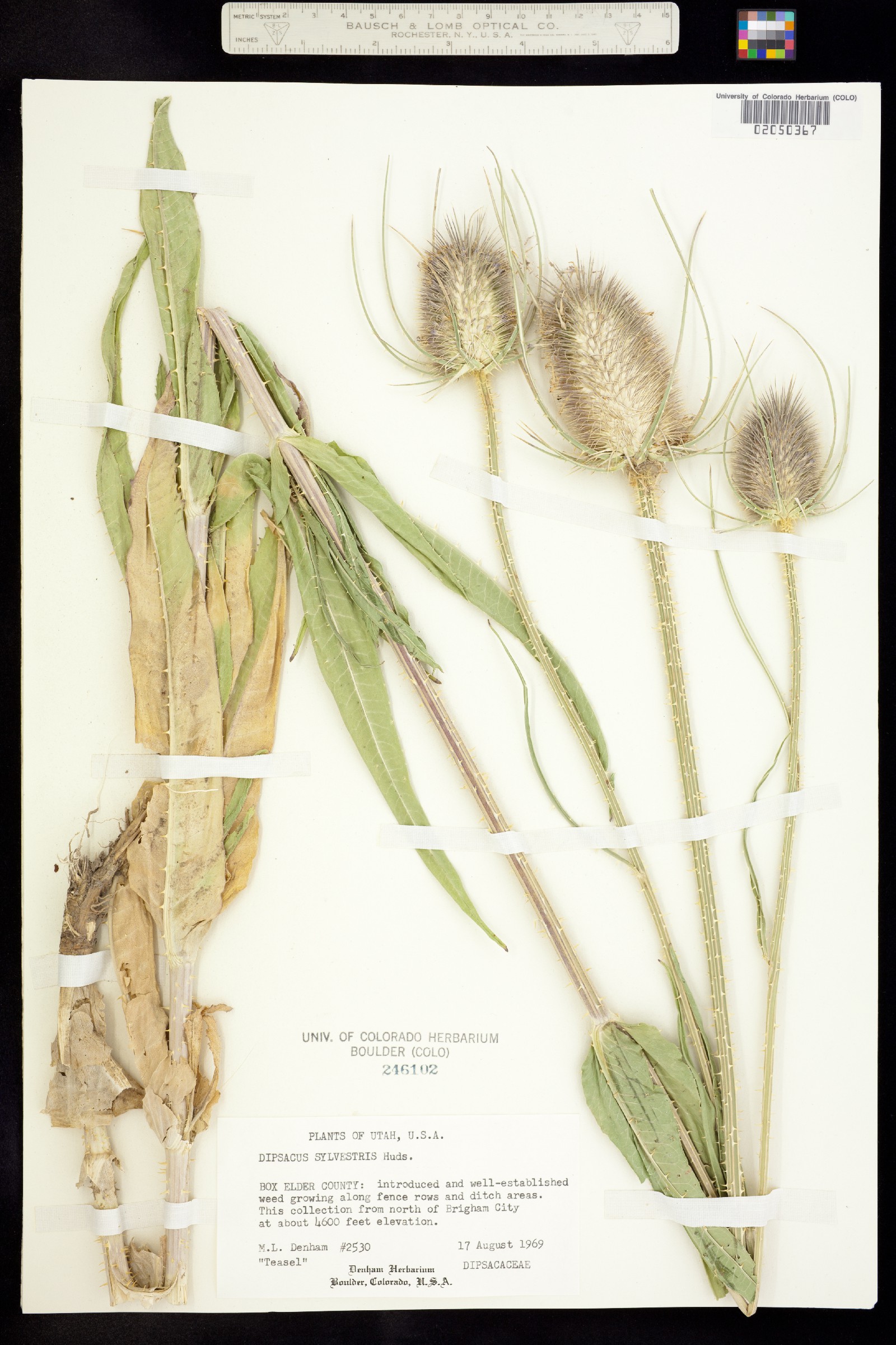 Dipsacus fullonum image