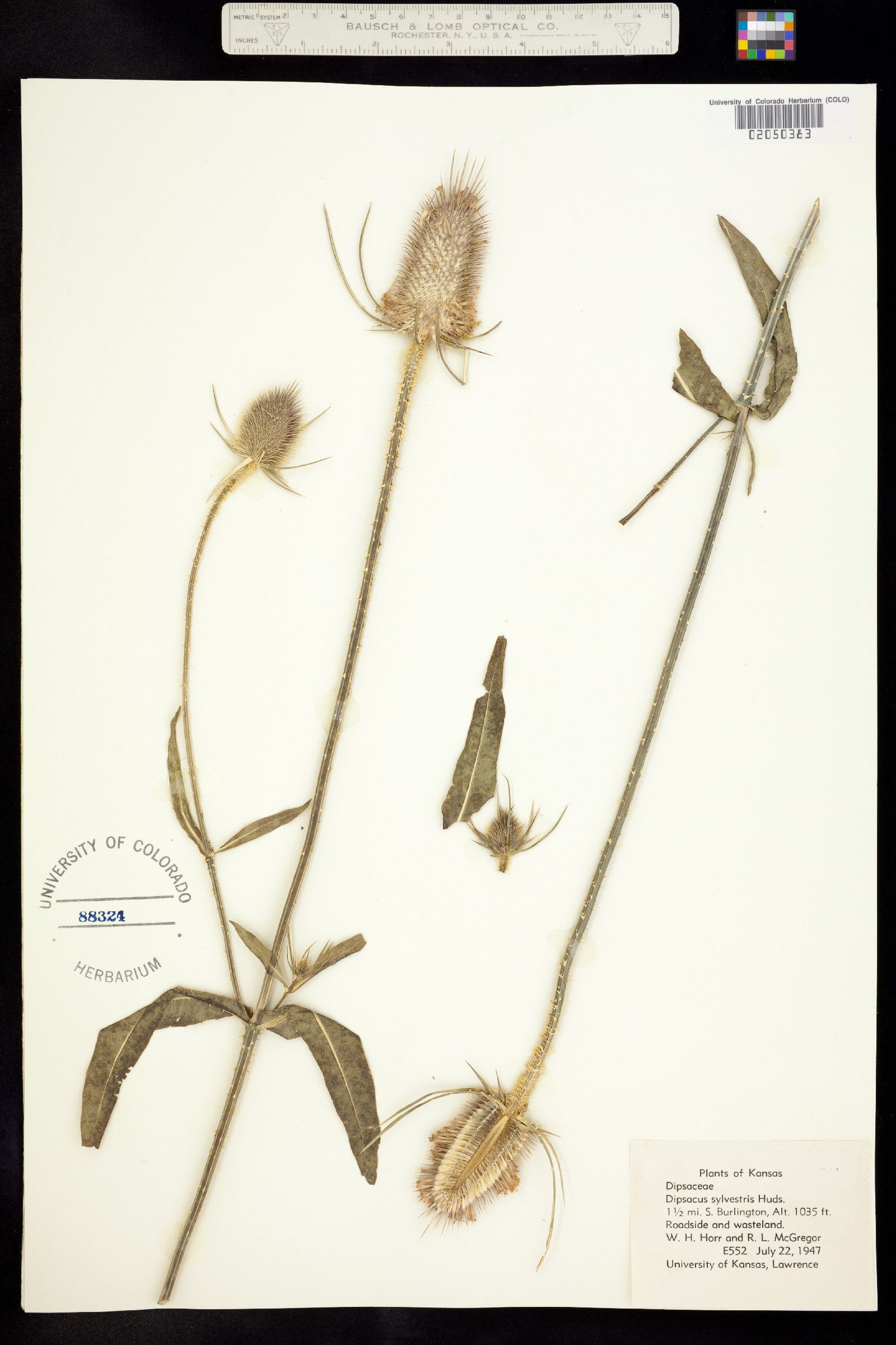 Dipsacus fullonum image