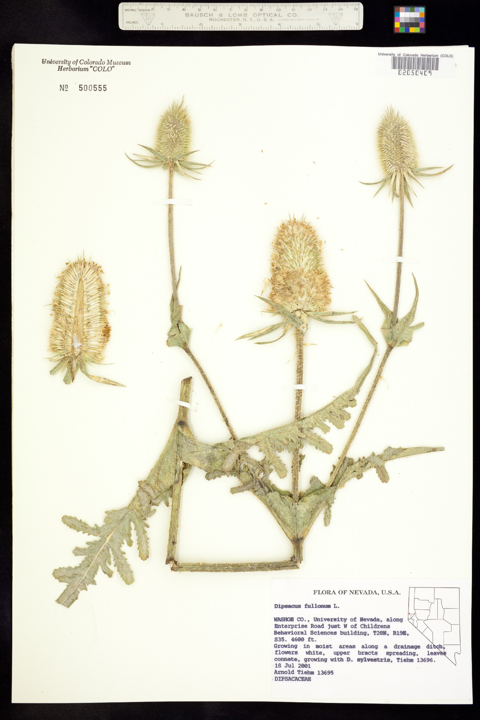 Dipsacus fullonum image