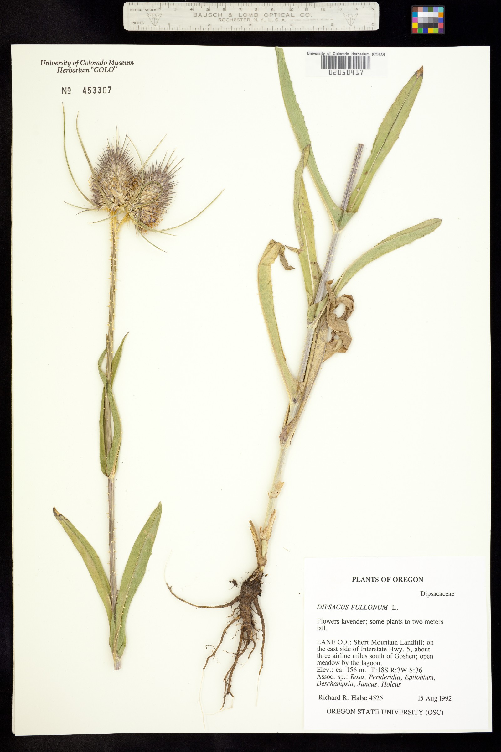 Dipsacus fullonum image