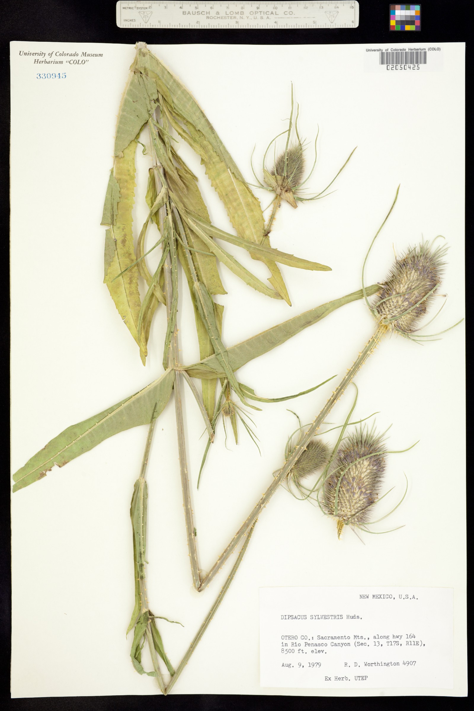 Dipsacus fullonum image