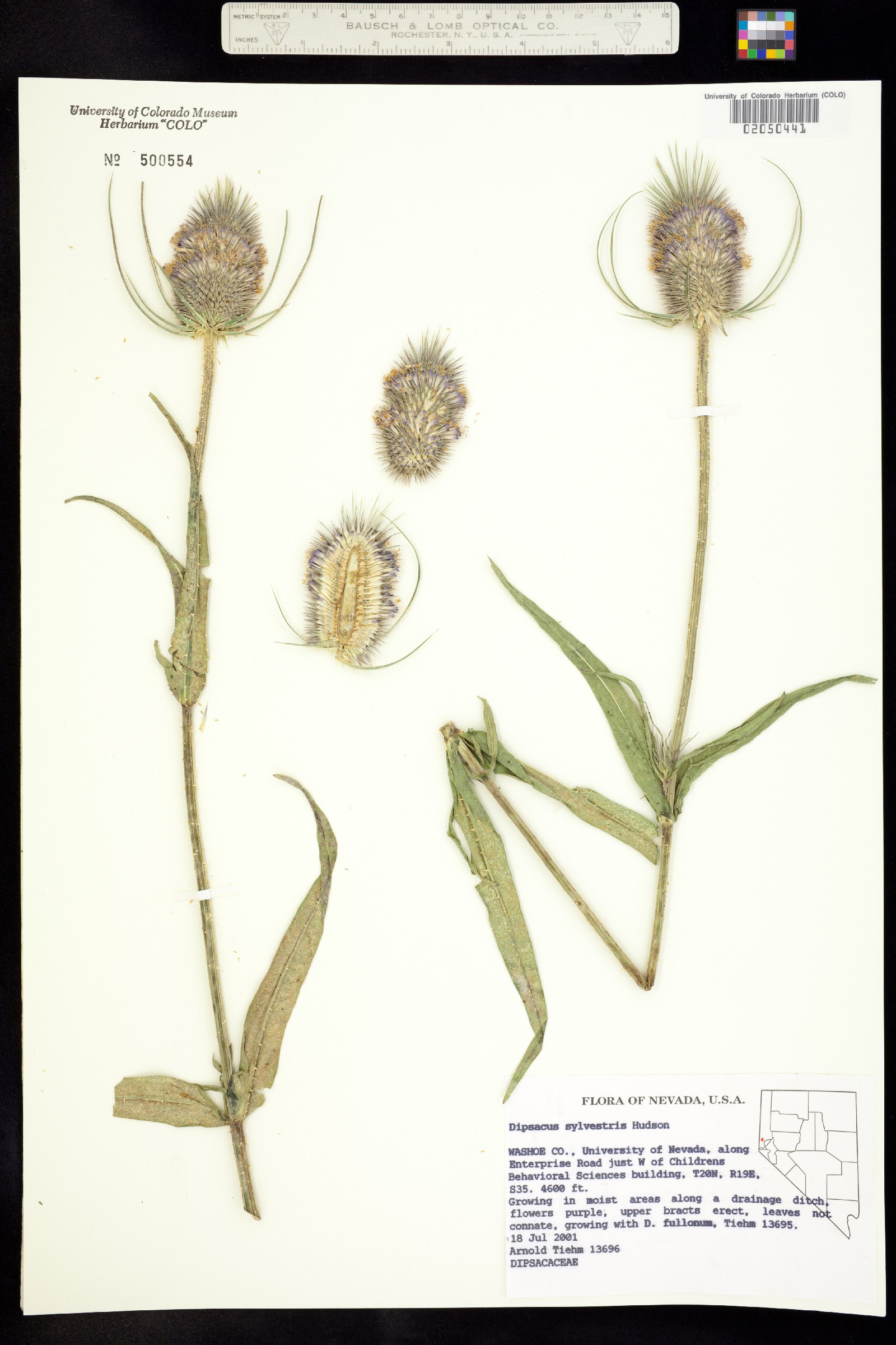 Dipsacus fullonum image