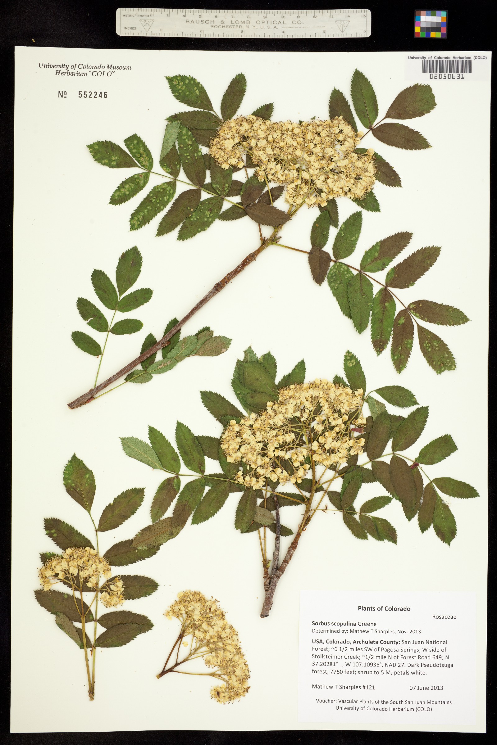 Sorbus scopulina image
