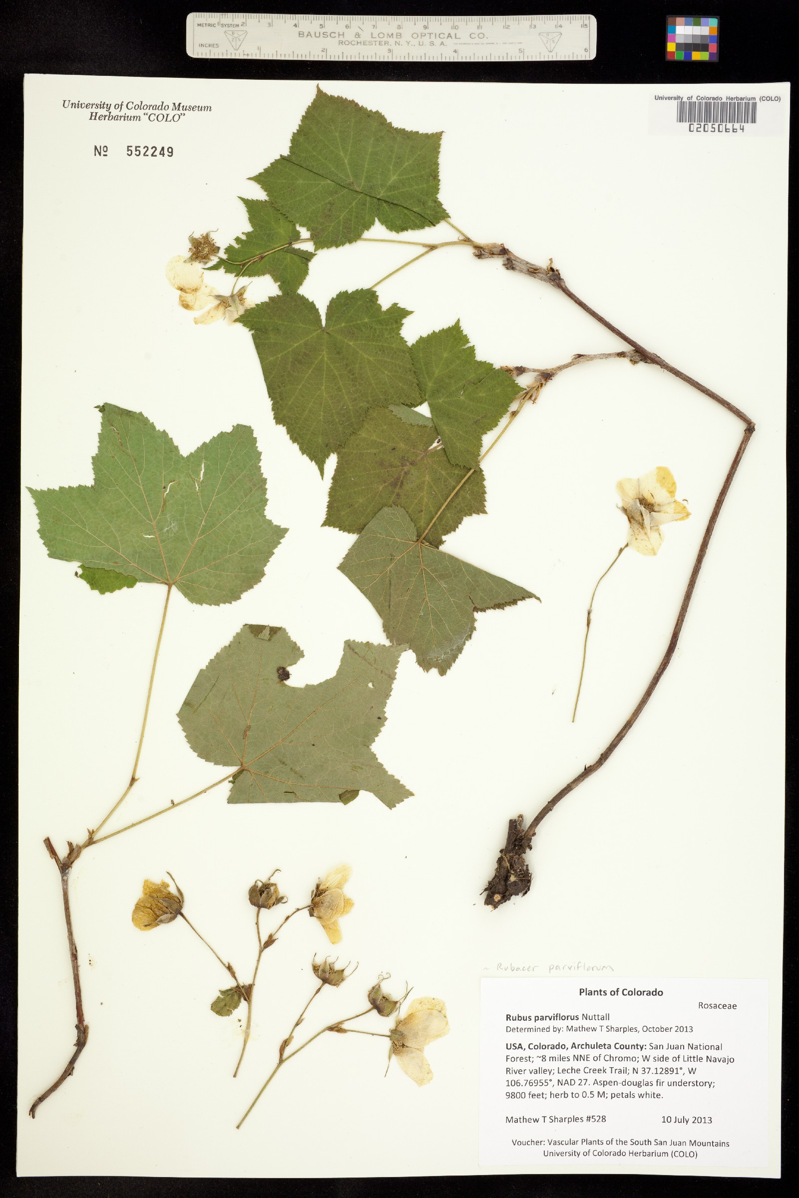 Rubus parviflorus image