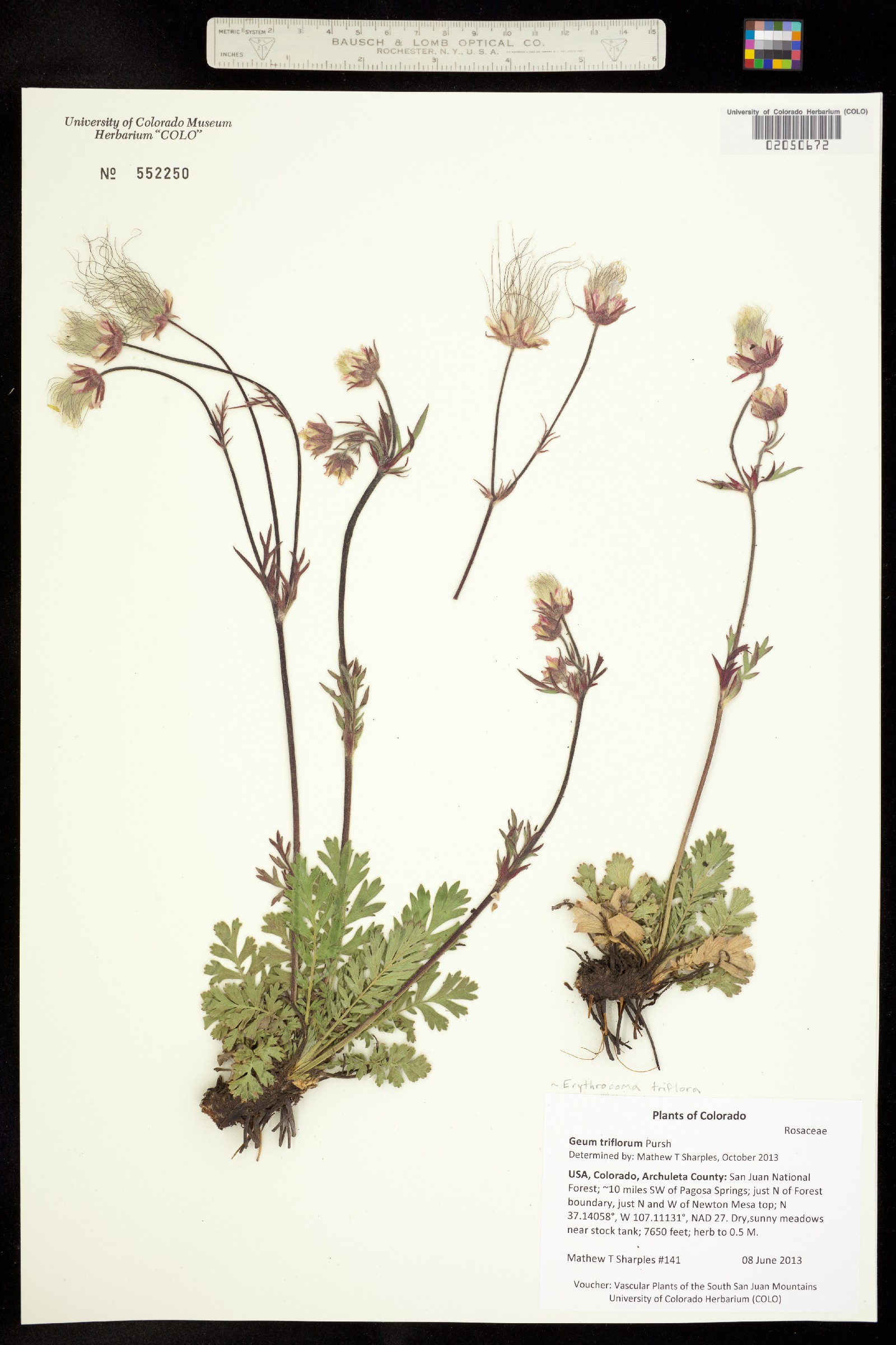 Geum triflorum var. triflorum image