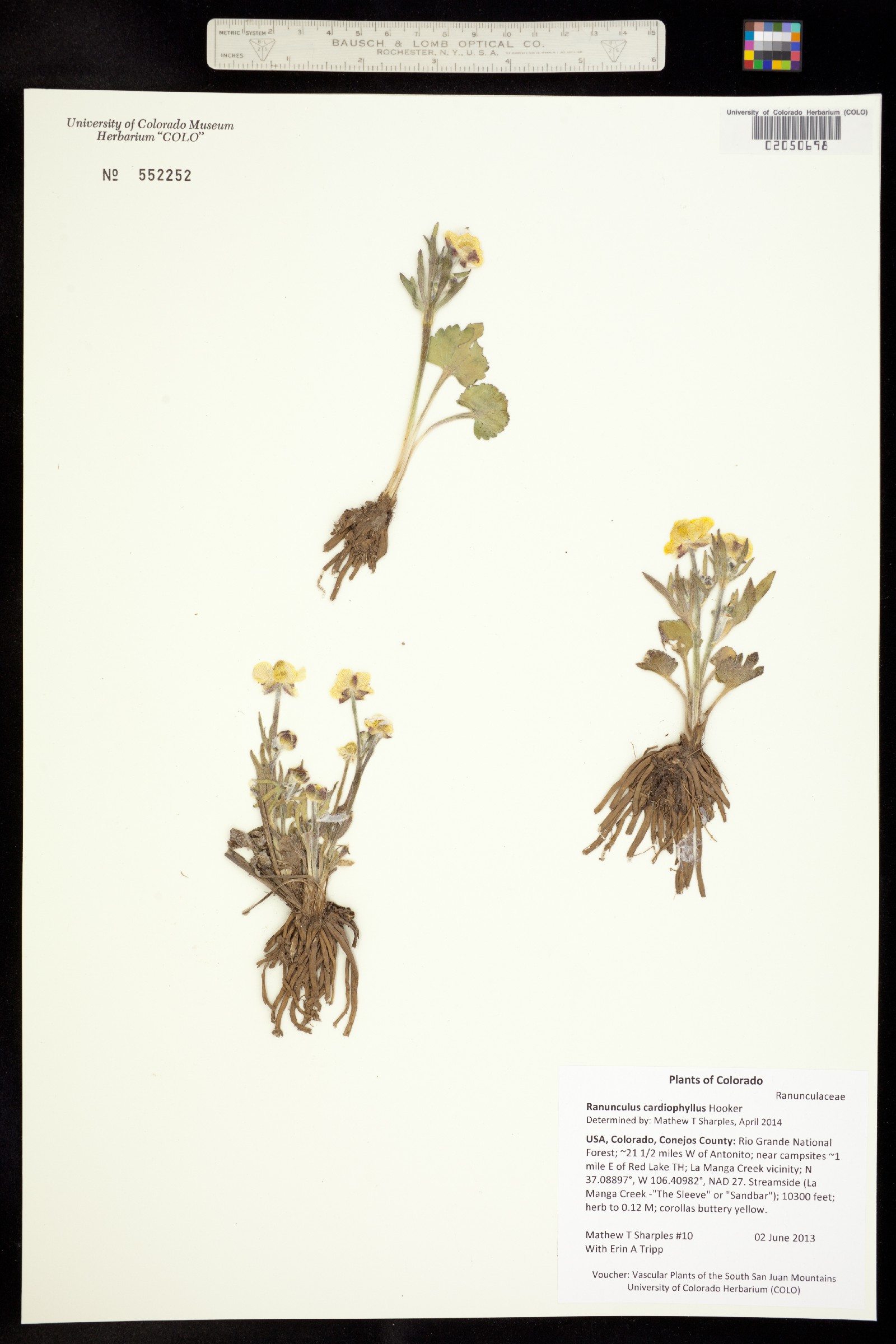Ranunculus cardiophyllus image