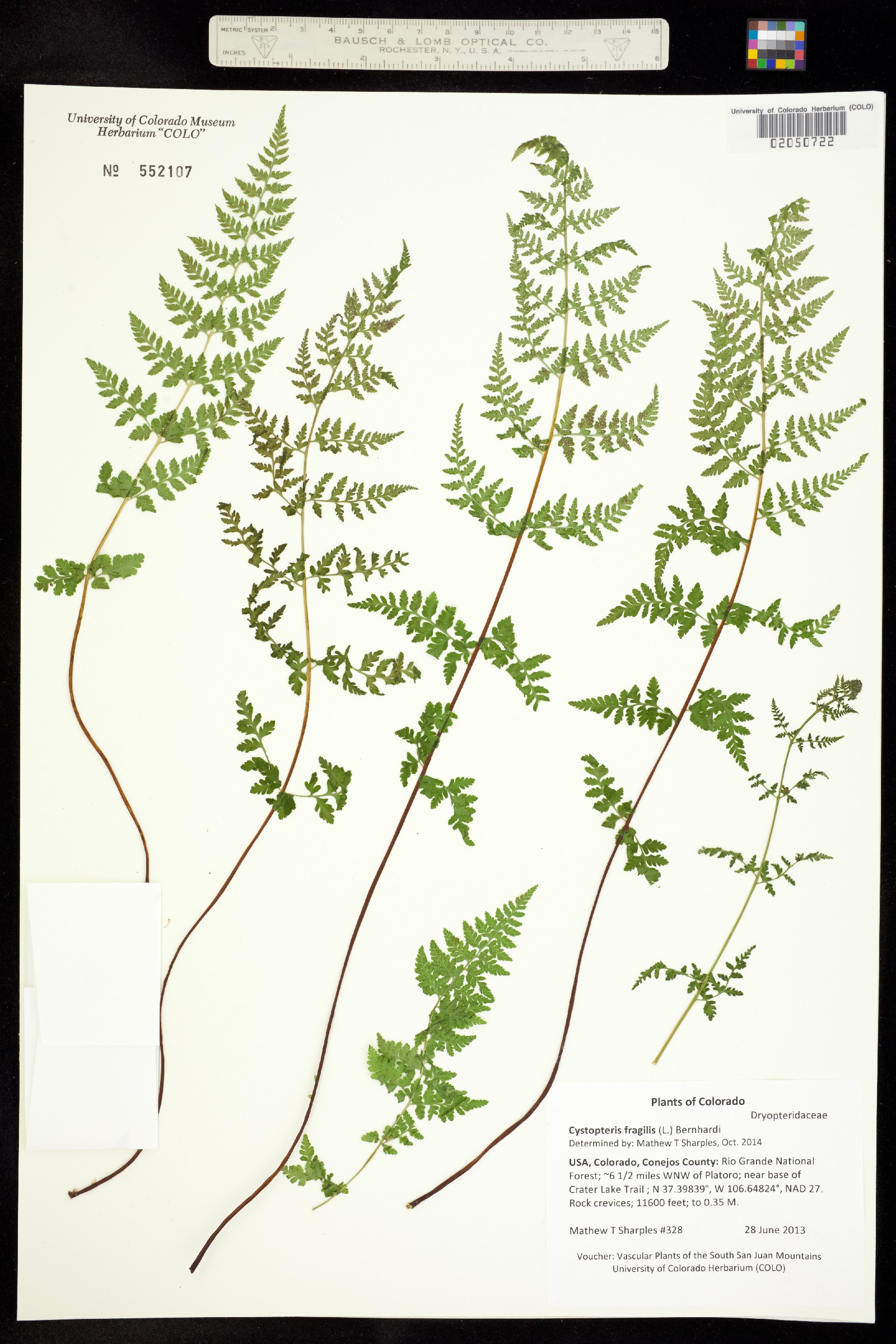 Cystopteris image