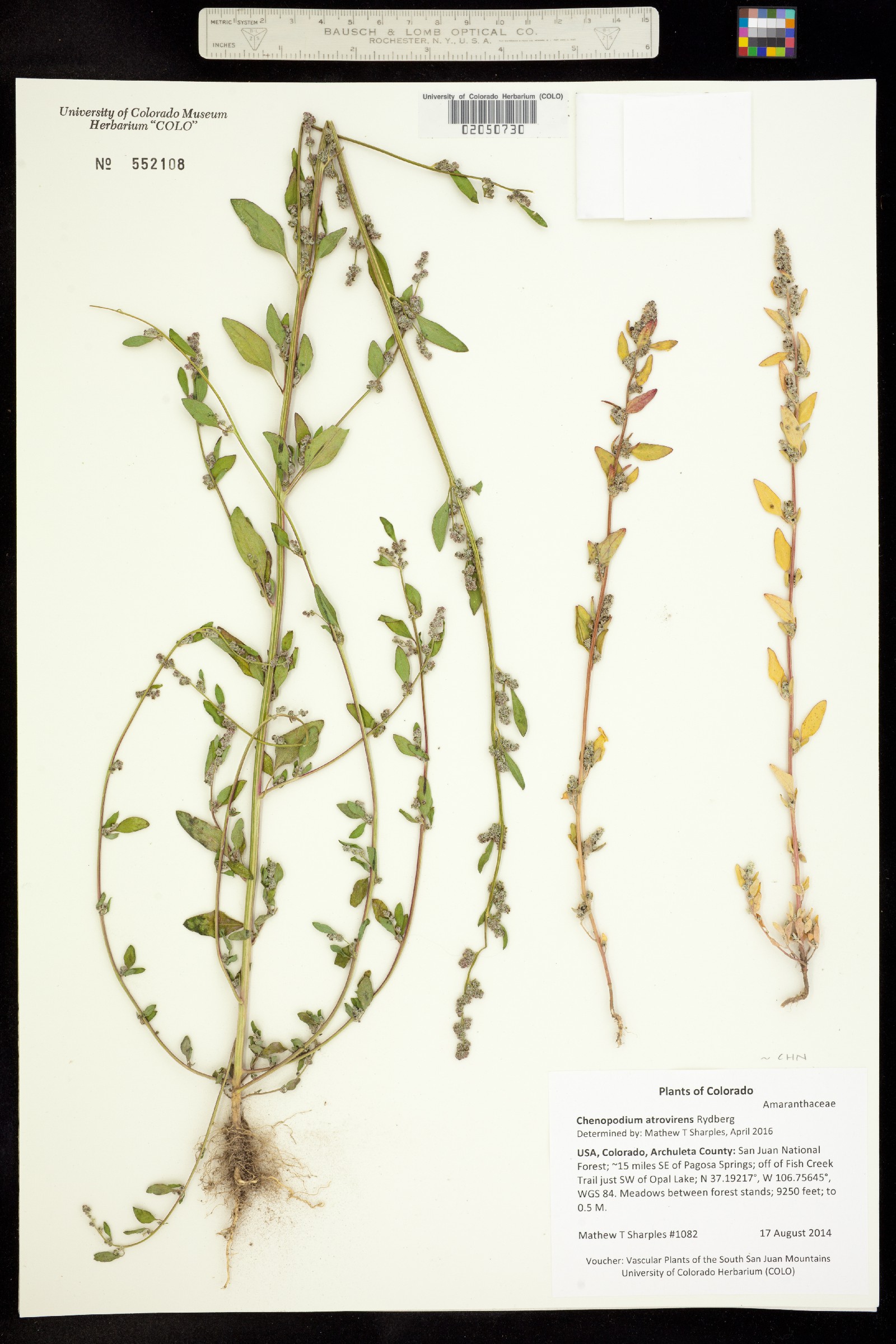 Chenopodium atrovirens image