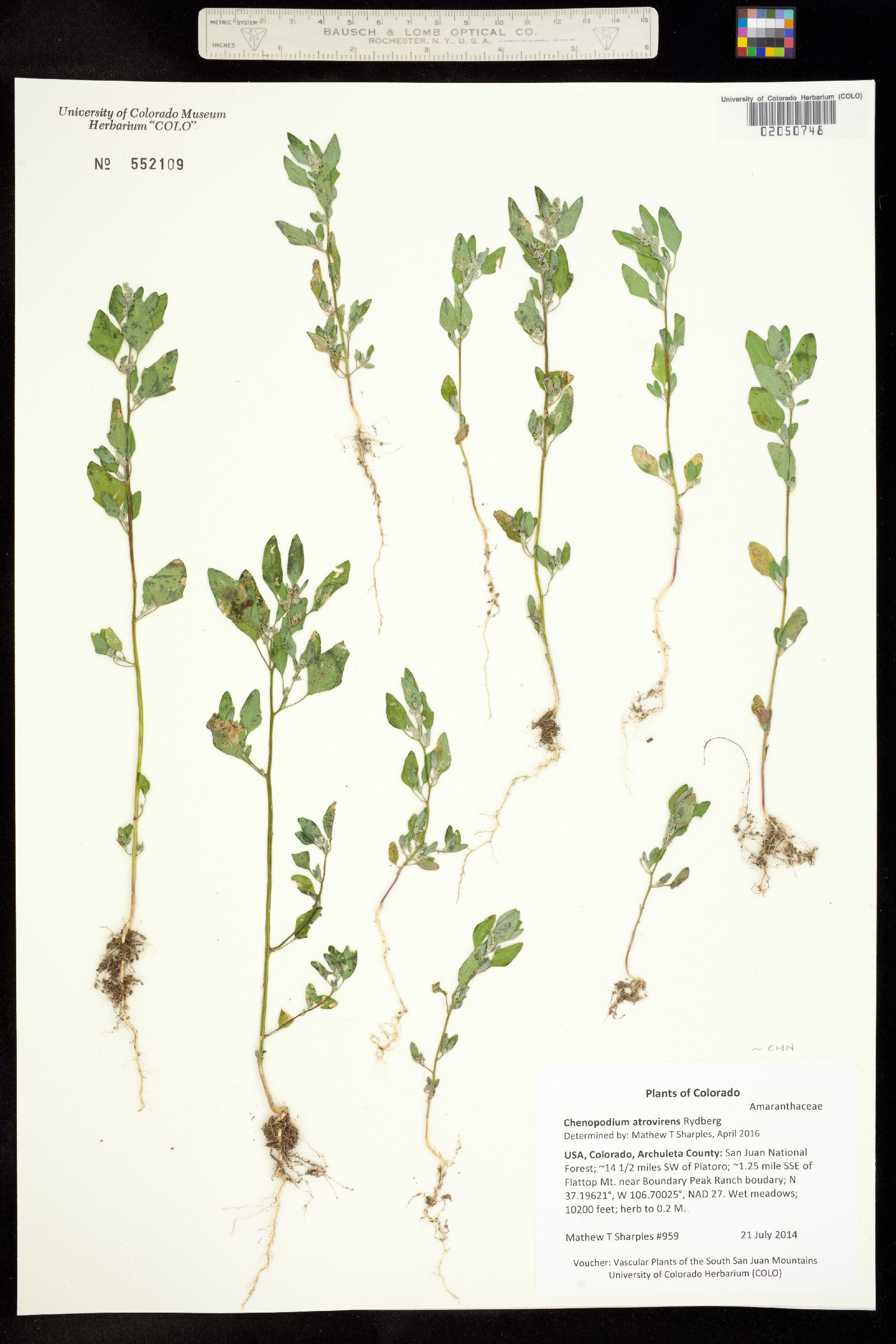 Chenopodium atrovirens image