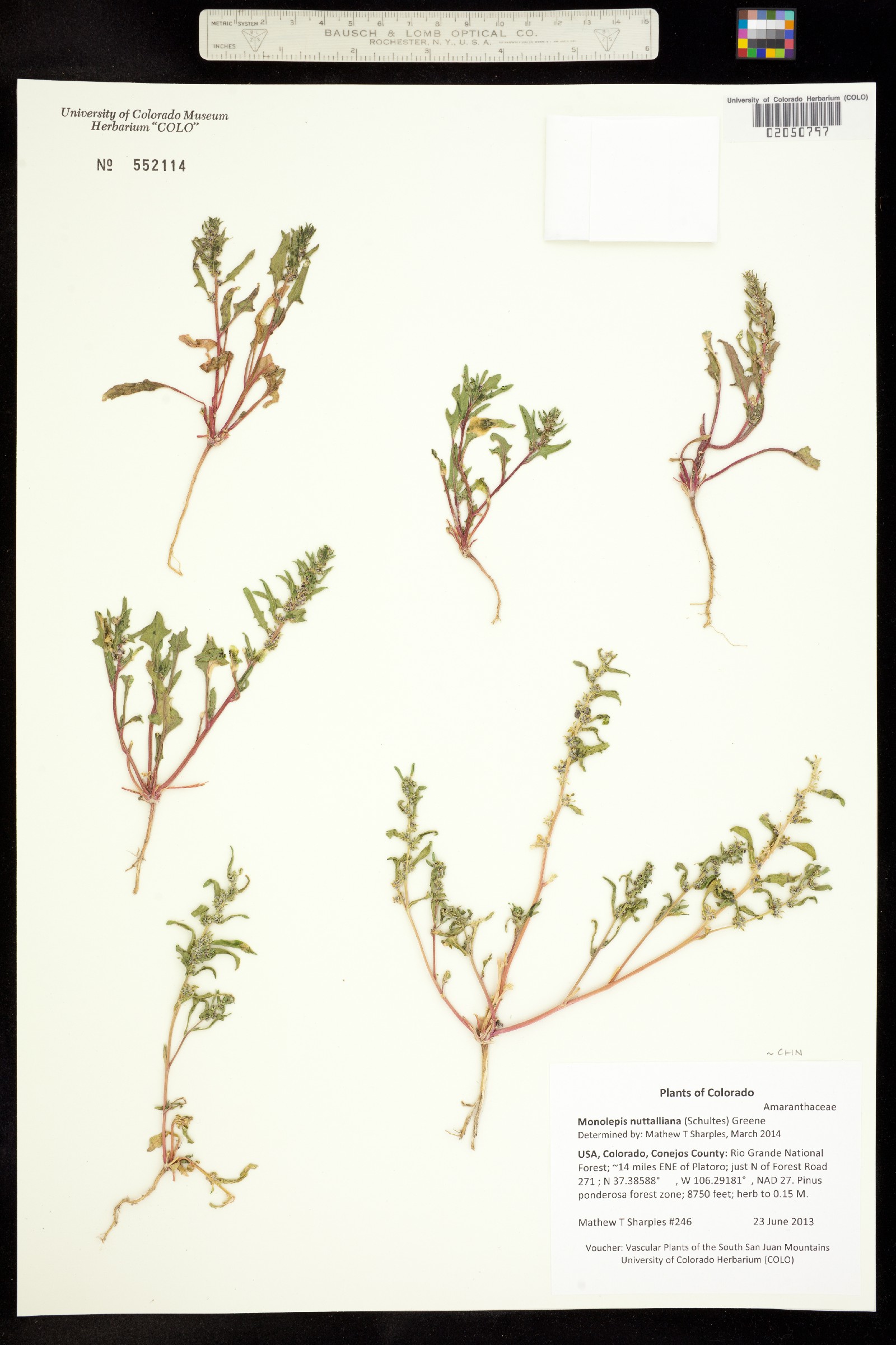 Monolepis nuttalliana image