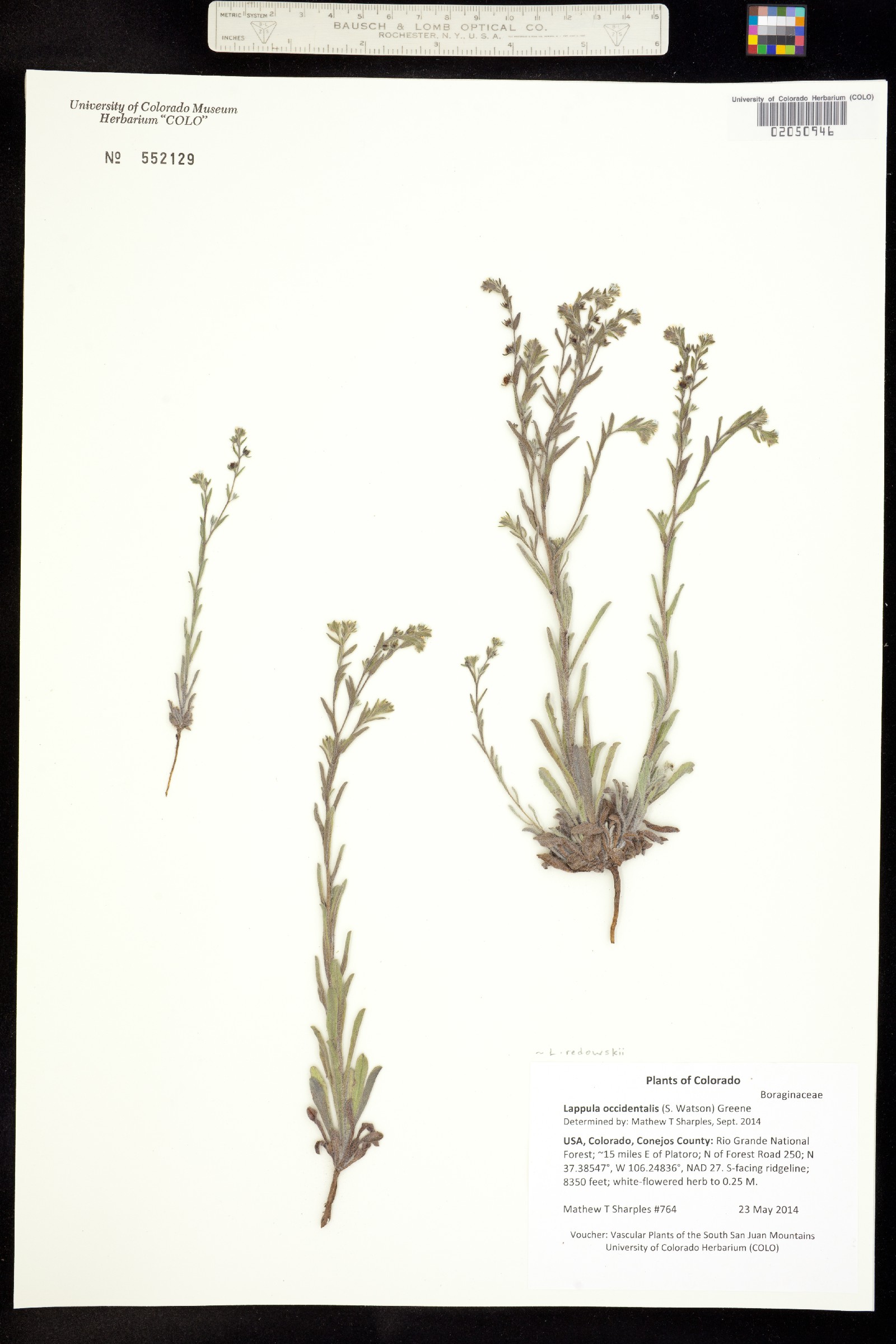 Lappula occidentalis var. occidentalis image