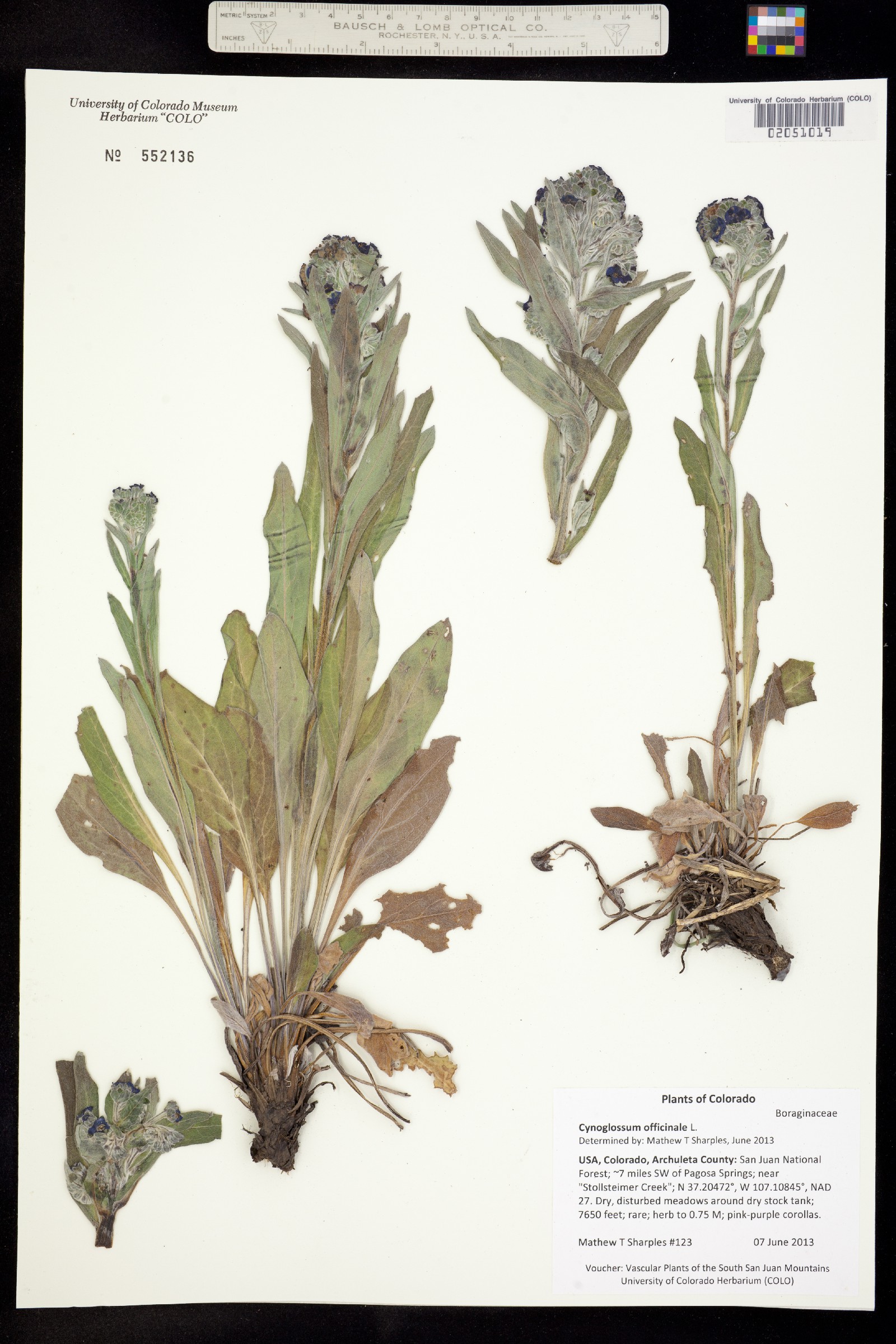 Cynoglossum officinale image