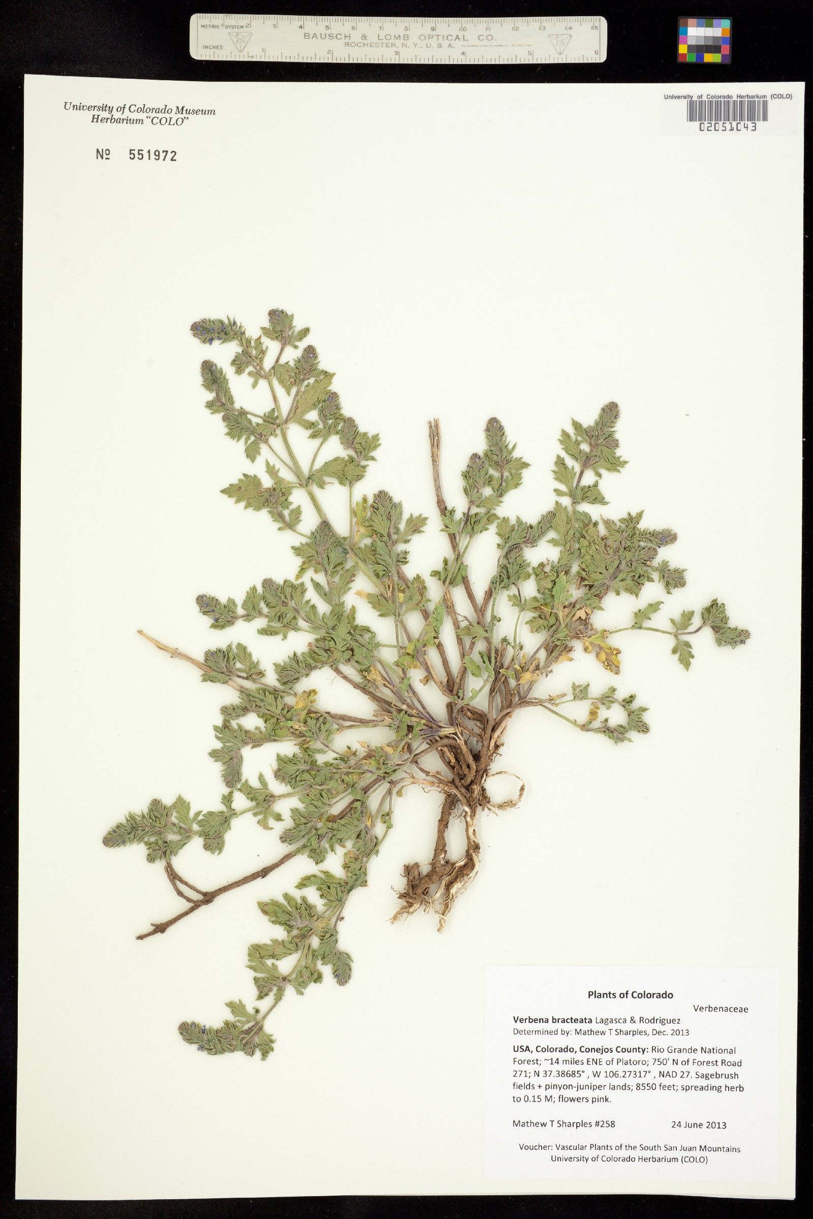 Verbena bracteata image