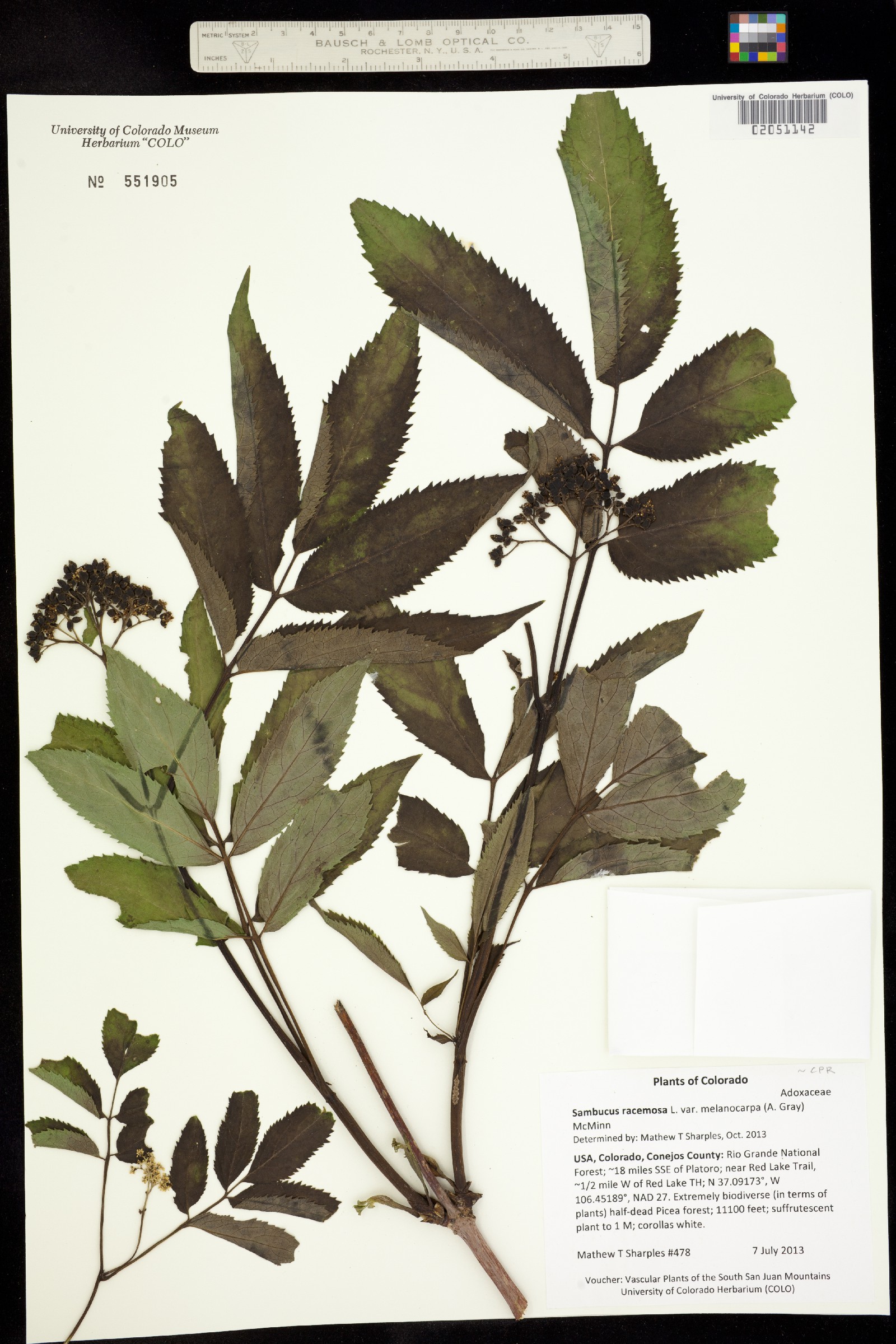 Sambucus racemosa var. microbotrys image