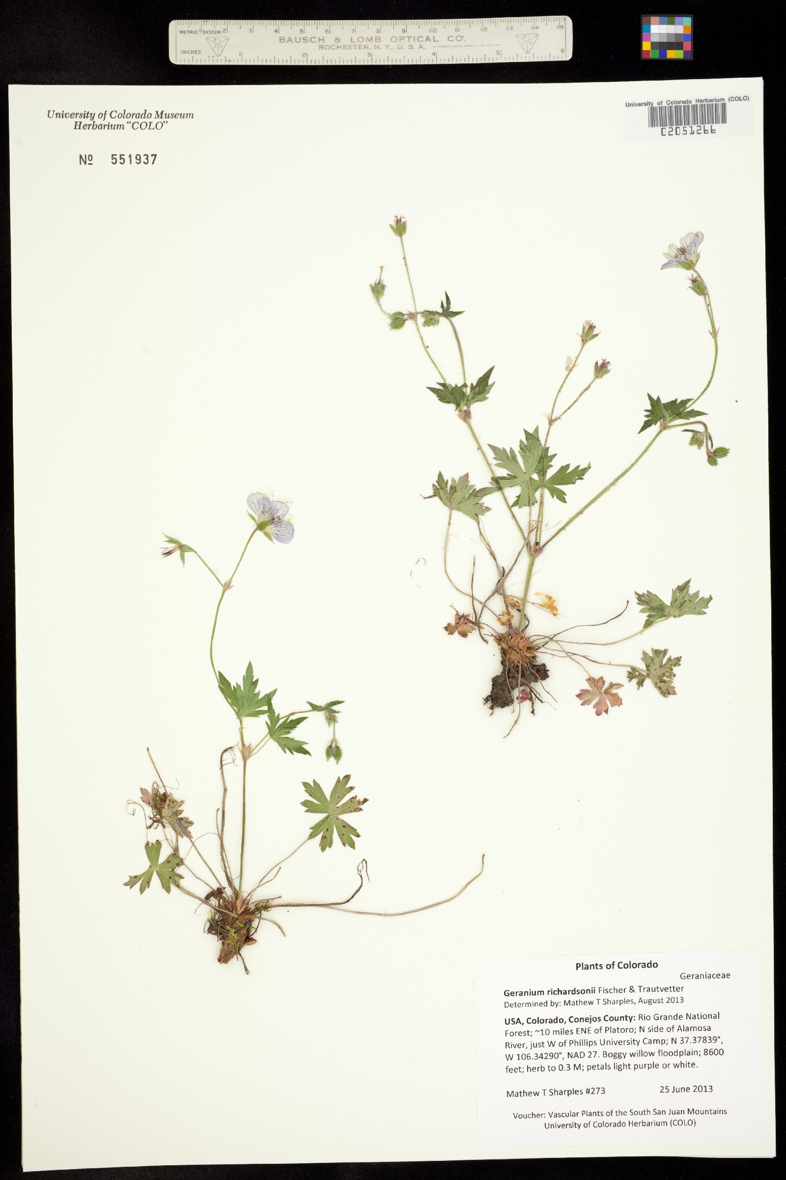 Geranium richardsonii image