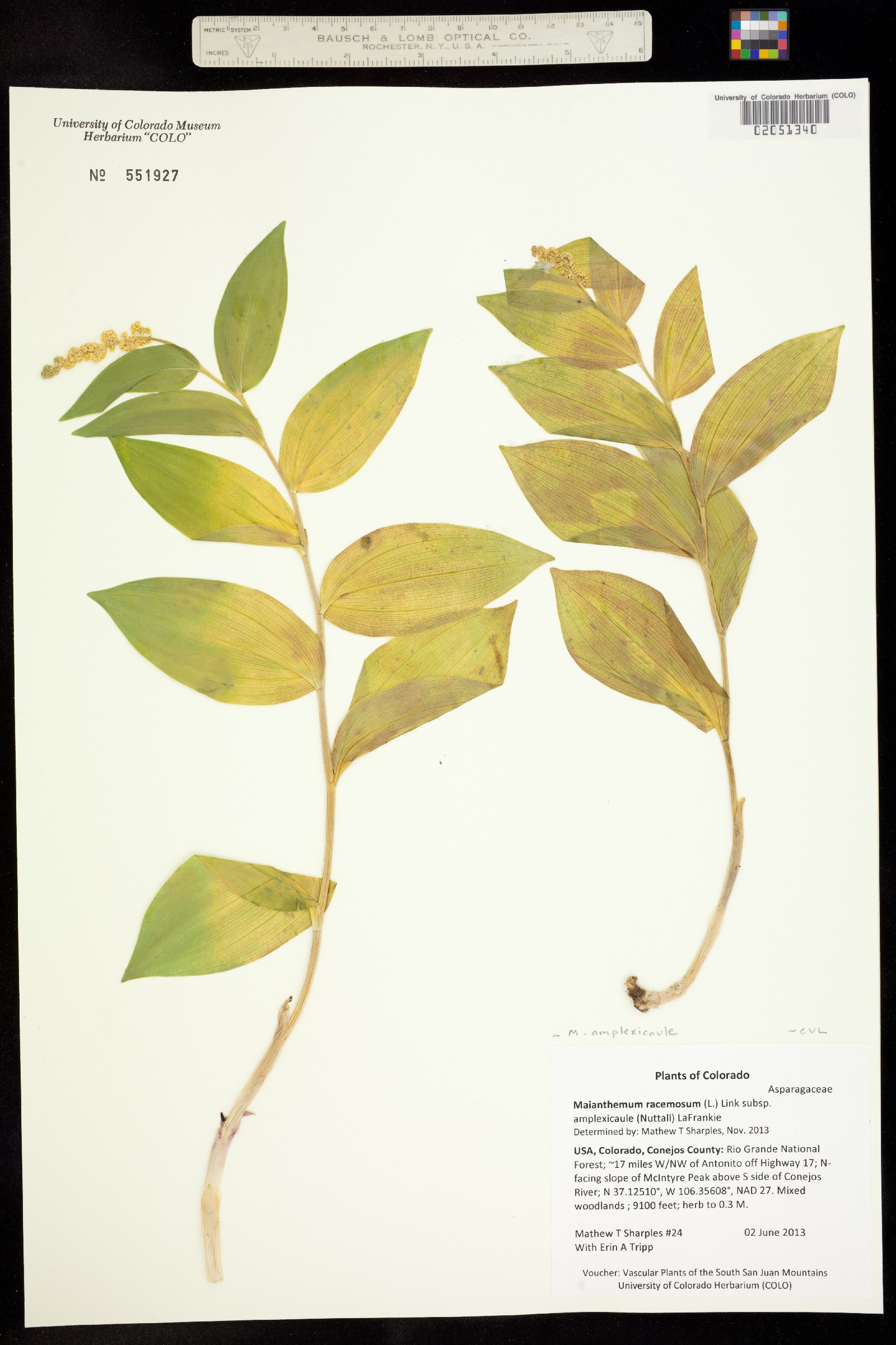 Maianthemum racemosum ssp. amplexicaule image