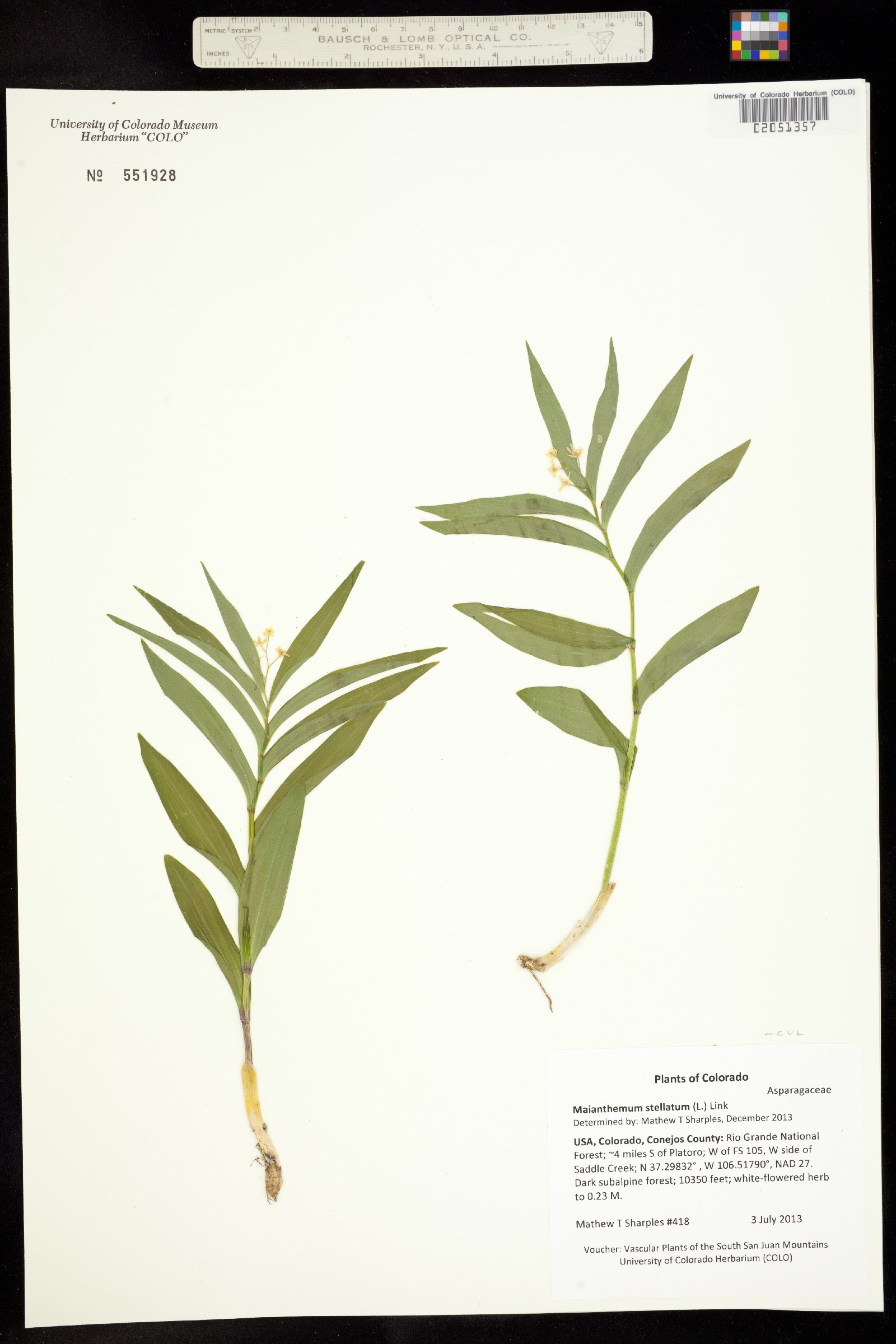 Maianthemum stellatum image