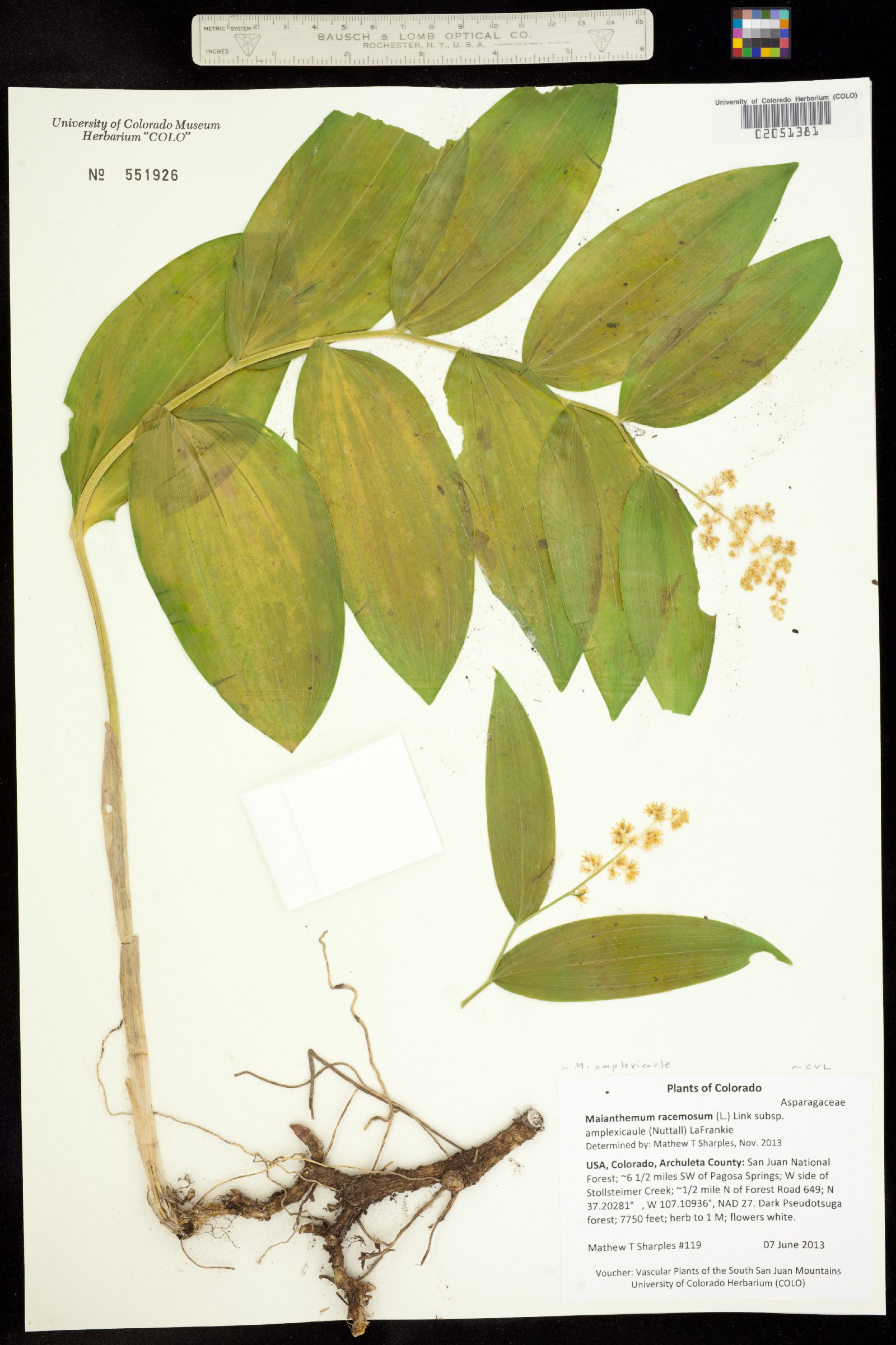 Maianthemum racemosum ssp. amplexicaule image