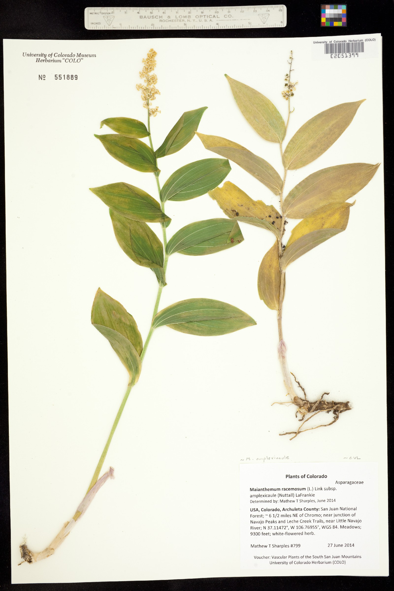 Maianthemum racemosum ssp. amplexicaule image