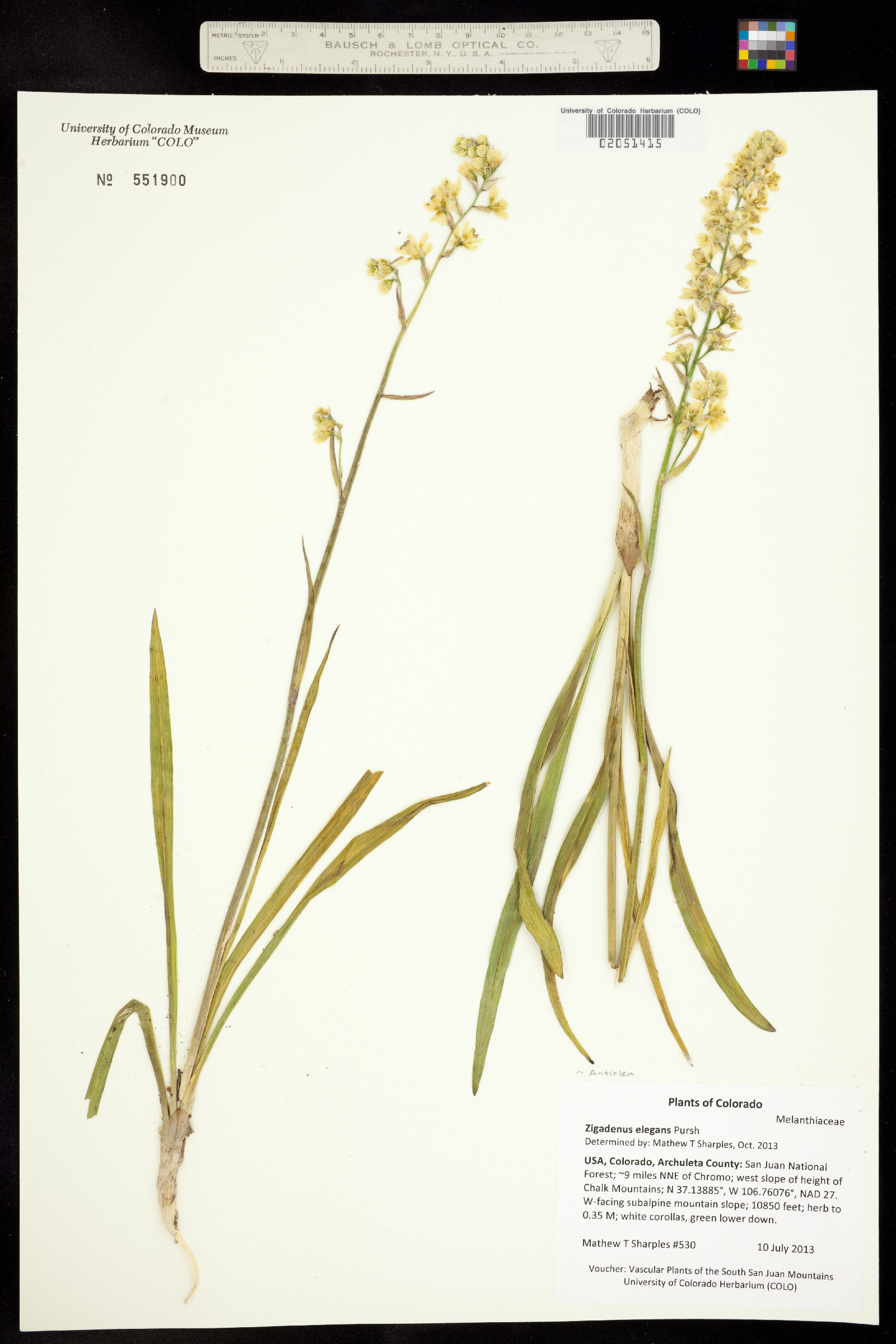 Melanthiaceae image