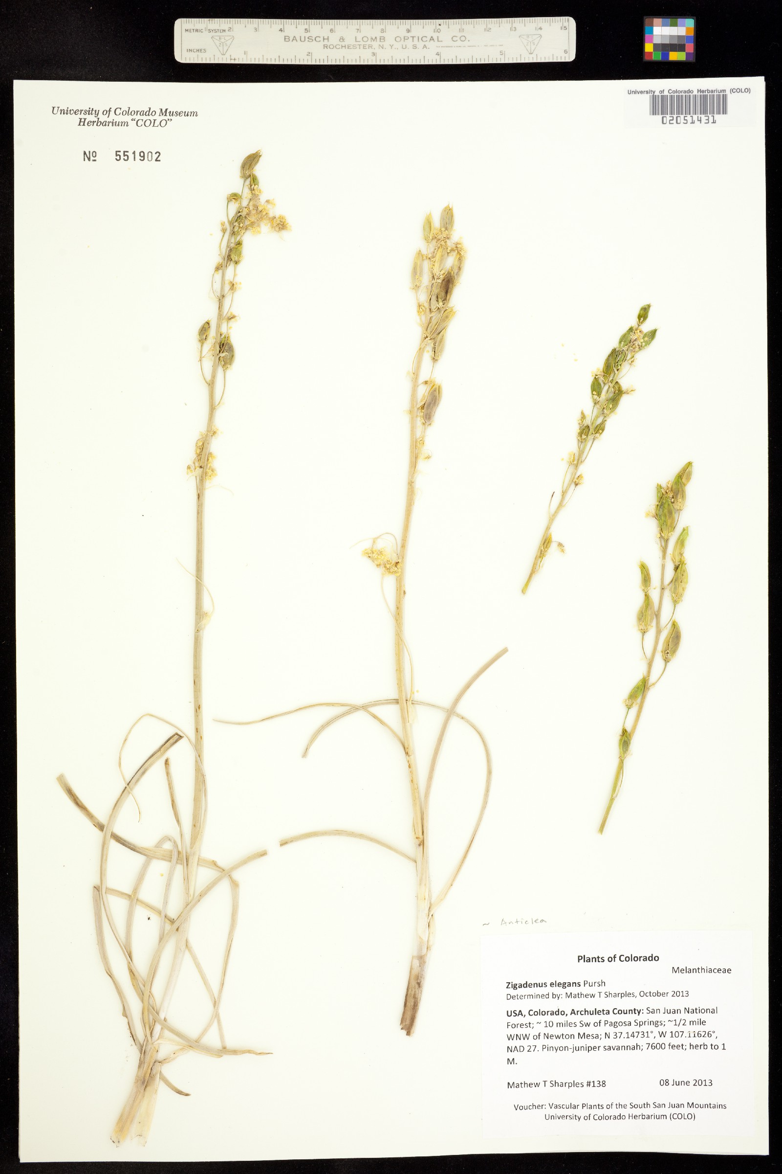 Melanthiaceae image