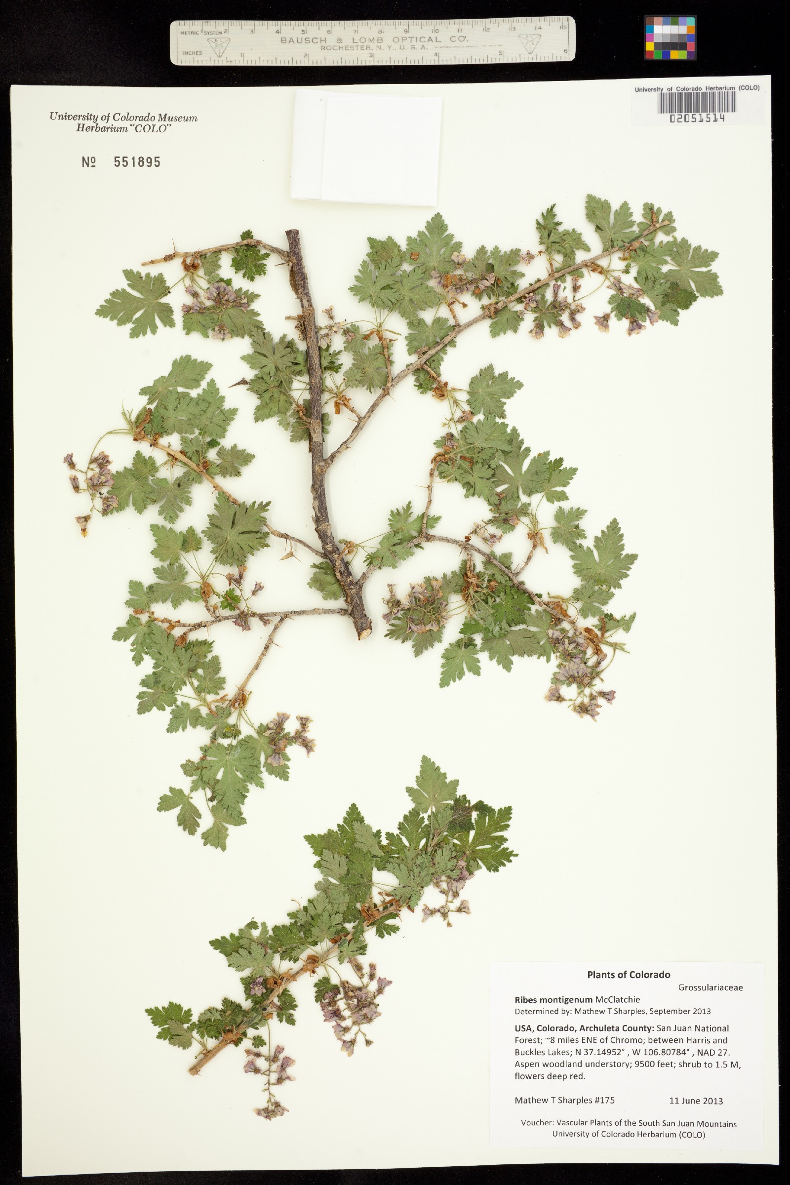 Ribes montigenum image