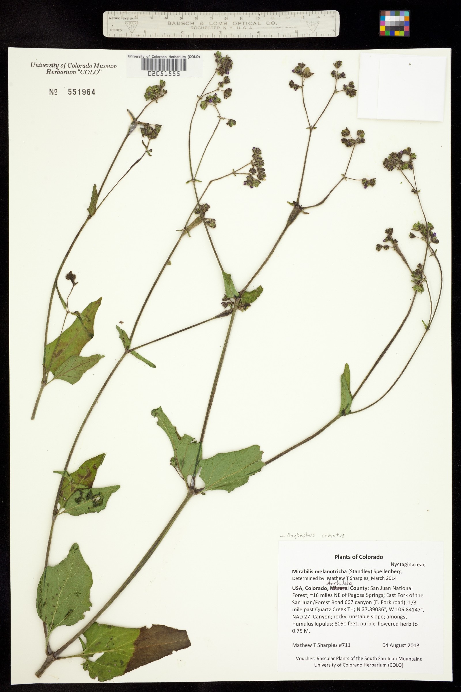 Mirabilis melanotricha image